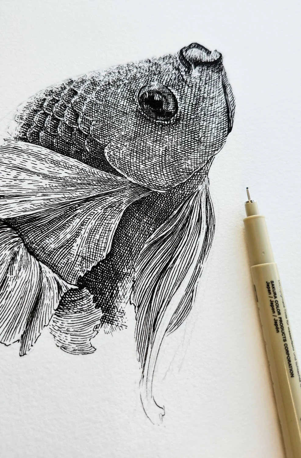 Scientific ink drawing “Betta splendens – Male Bubble Nest Detail” by Daniel Perez Cabrera: close-up of male Betta splendens head while building bubble nest, highlighting reproductive behavior and anatomical precision.