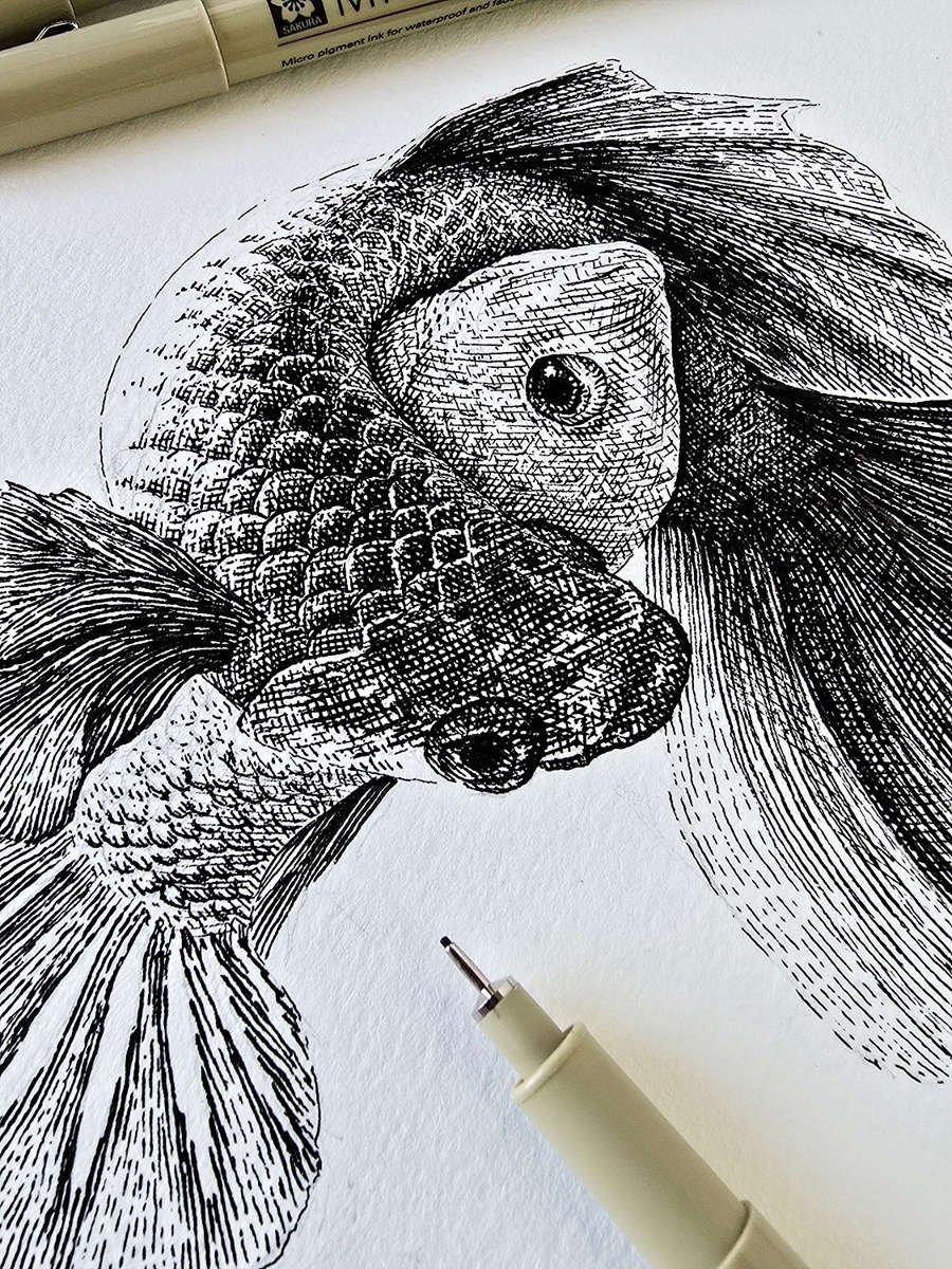 Scientific ink drawing “Betta splendens – Mating Detail” by Daniel Perez Cabrera: male Betta splendens coiling around female to fertilize eggs, capturing key reproductive stage with anatomical precision.