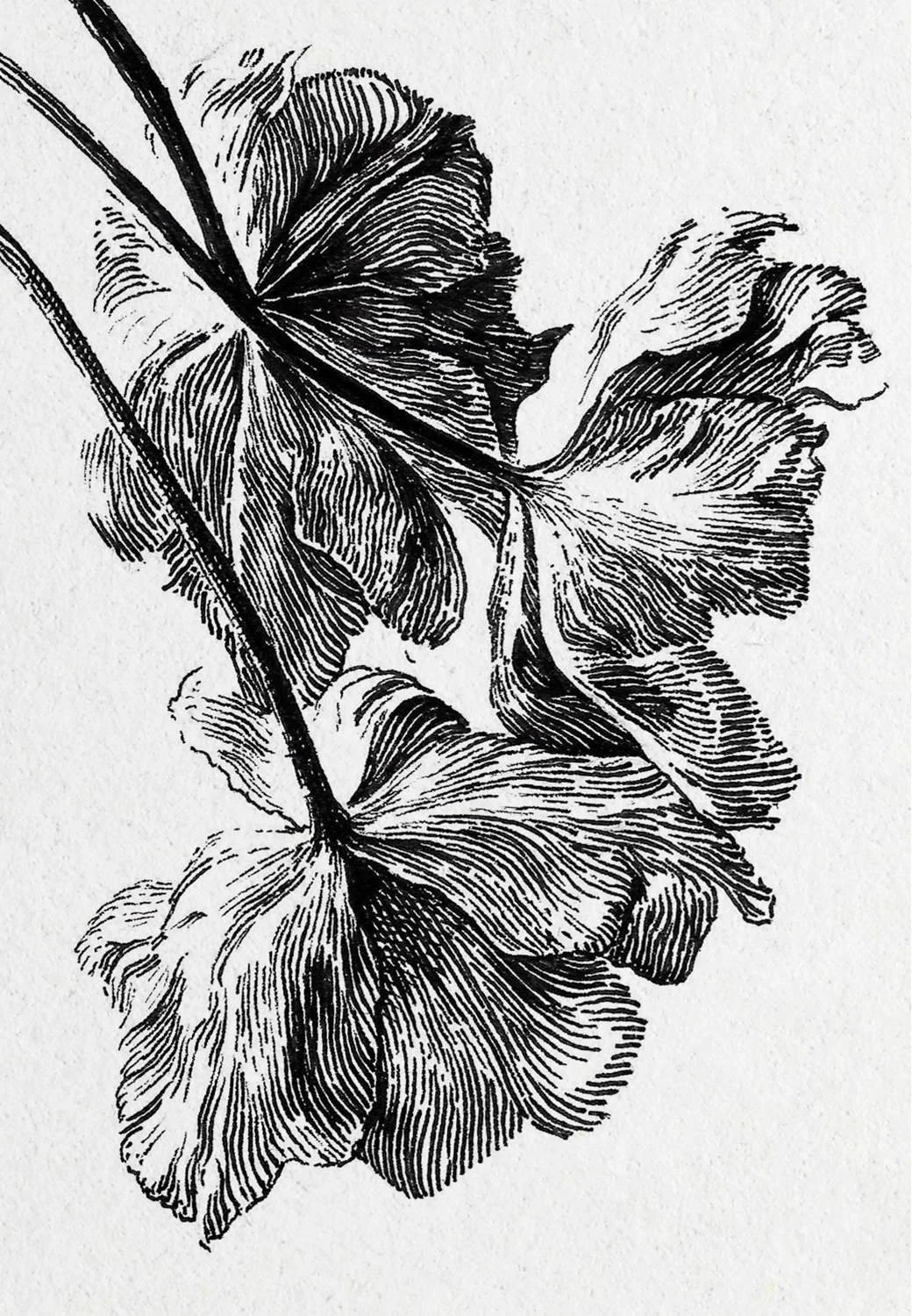 Ink drawing “Botanical Series – Three Flowers” by Daniel Perez Cabrera: three flowers exploring botanical textures and spatial structures through linear rhythm and composition.