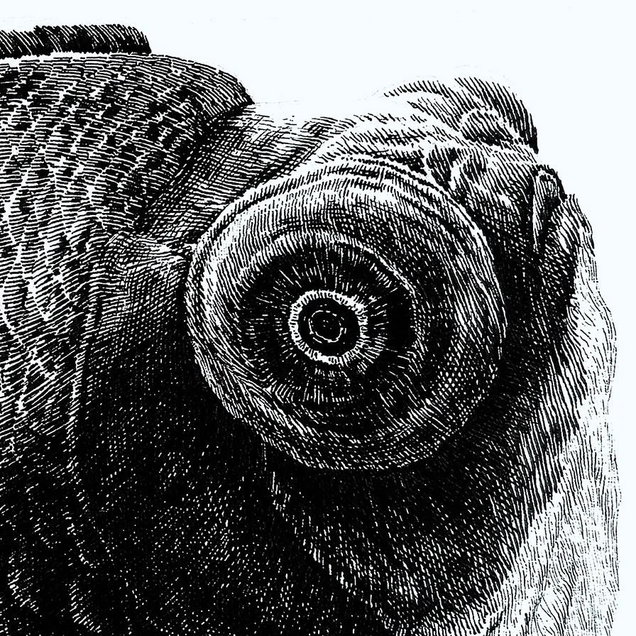 Detail of “BUREAUCRATS” second illustration by Daniel Perez Cabrera: oversized goldfish ink drawing, close-up of the head in square format.