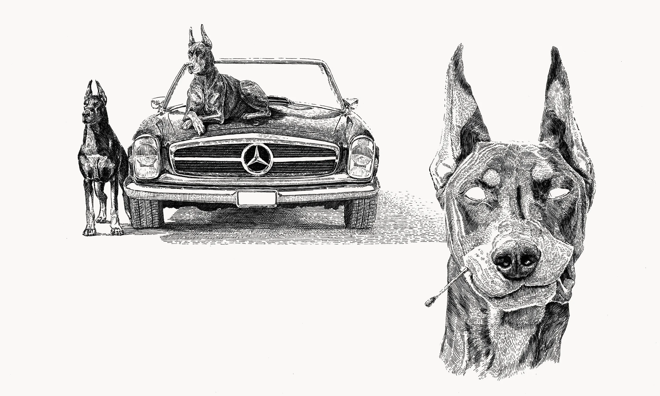 Illustration of three Doberman dogs: one lying on the hood of a Mercedes-Benz, two standing nearby. One dog holds a matchstick in its mouth.