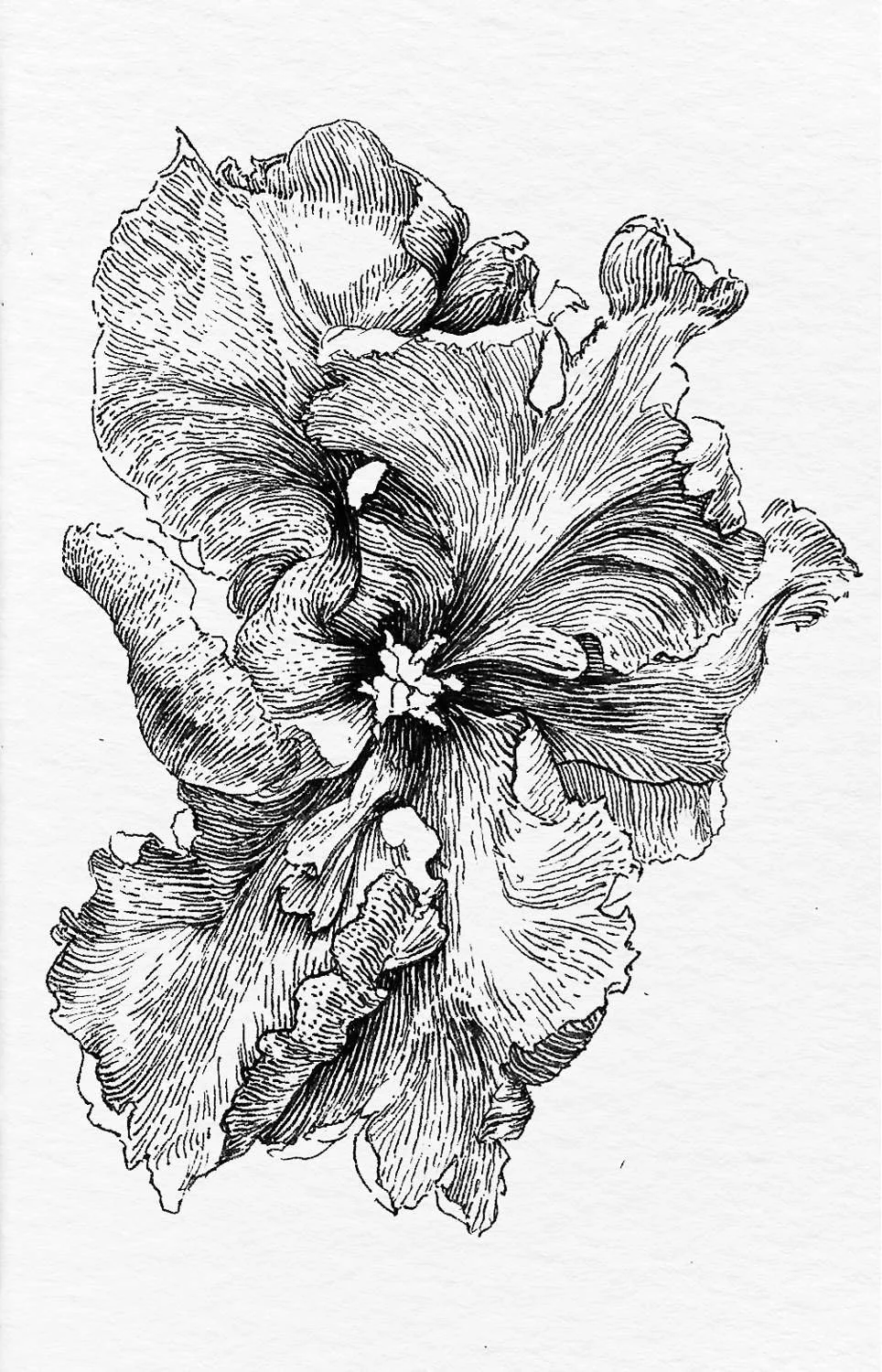 Ink drawing “Botanical Series – Front View Flower” by Daniel Perez Cabrera: flower in full frontal view emphasizing symmetry, rhythm, and botanical structure.