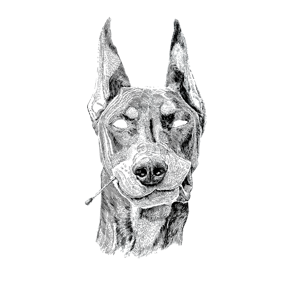 Illustration of a dog with perky ears holding a matchstick in its mouth, in detailed black-and-white line art.