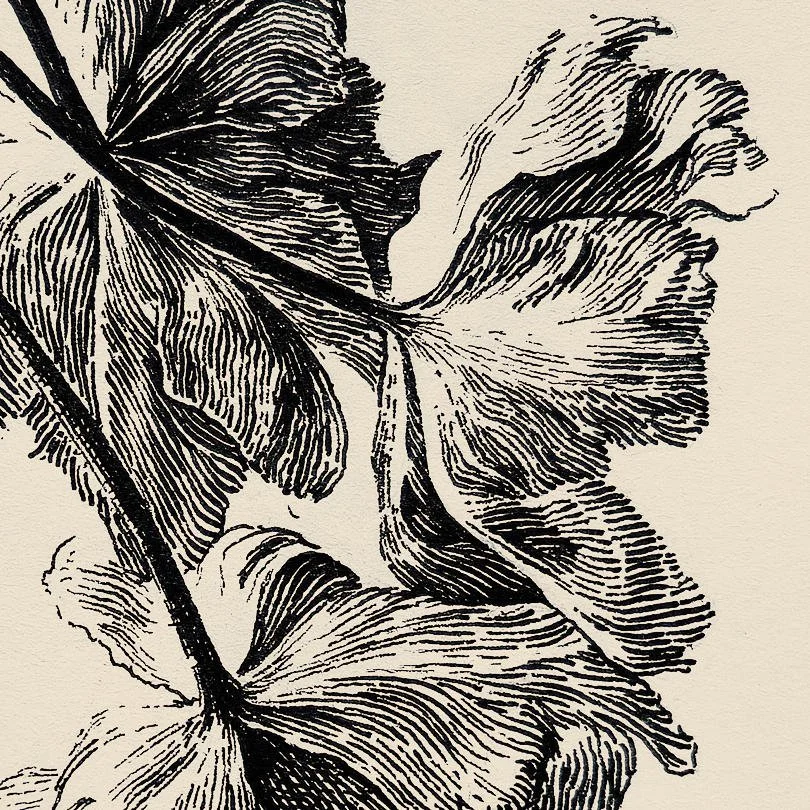Botanical illustration