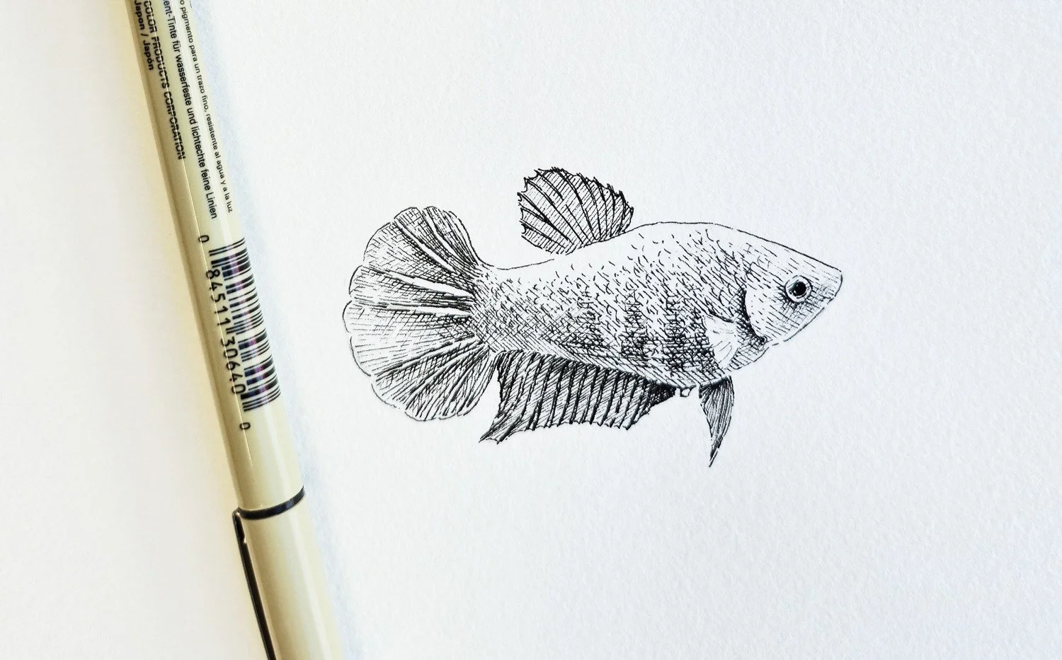 Scientific ink drawing “Betta splendens – Female Detail” by Daniel Perez Cabrera: anatomical study of female Betta splendens within reproductive cycle illustration, emphasizing clarity and biological accuracy.