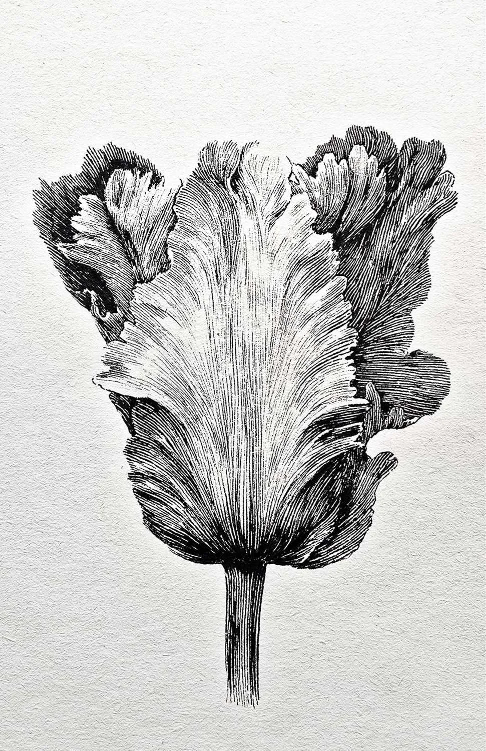 Ink drawing “Botanical Series – Single Flower” by Daniel Perez Cabrera: single flower highlighting botanical detail and expressive potential of linear technique.