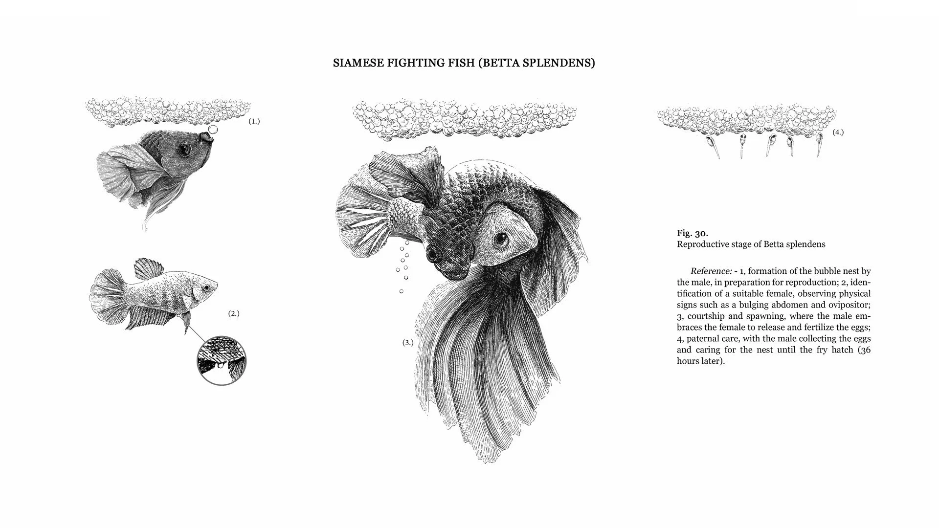 Scientific ink illustration “Betta splendens Reproductive Cycle – Full Plate” by Daniel Perez Cabrera: sequential stages of Betta splendens reproduction with explanatory text, emphasizing biological accuracy and clarity.