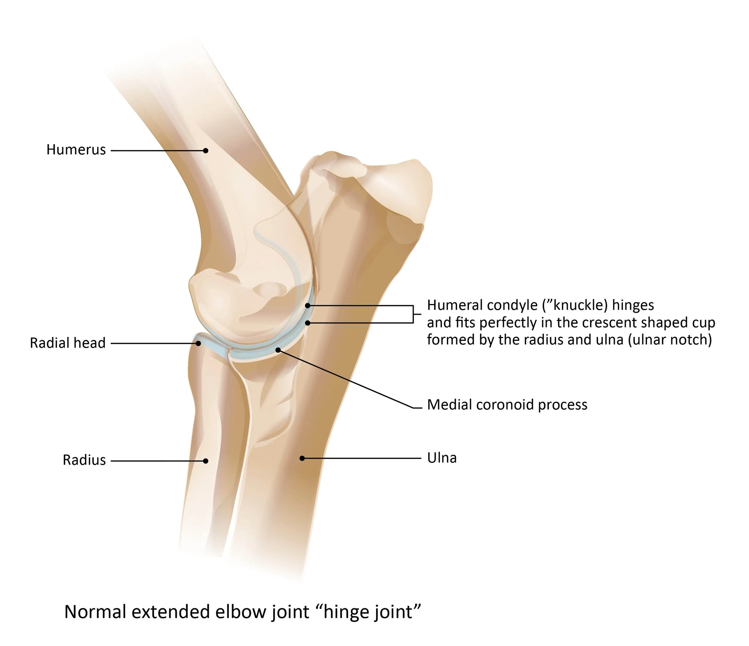 Normal elbow joint (extended)