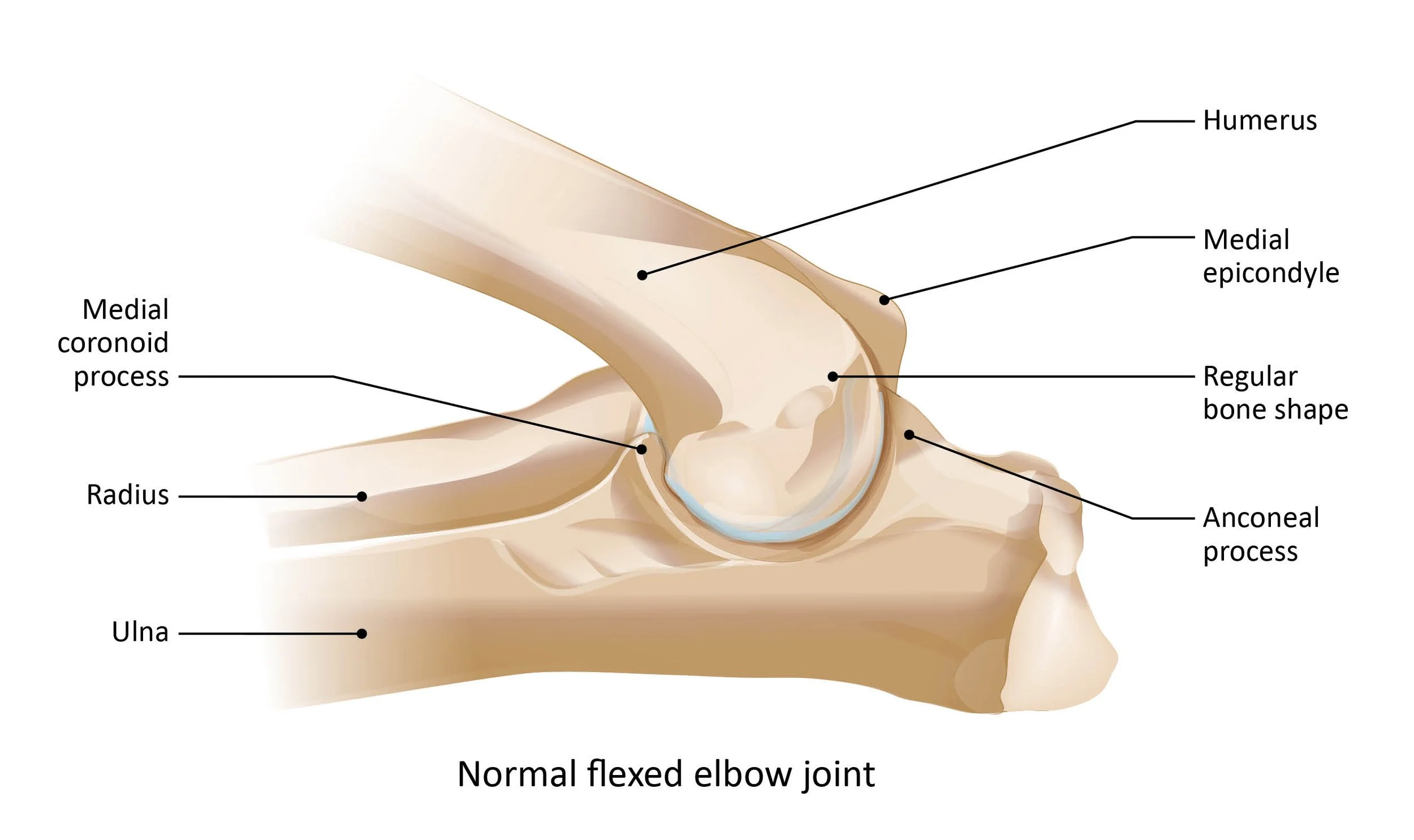 Normal elbow joint (flexed)