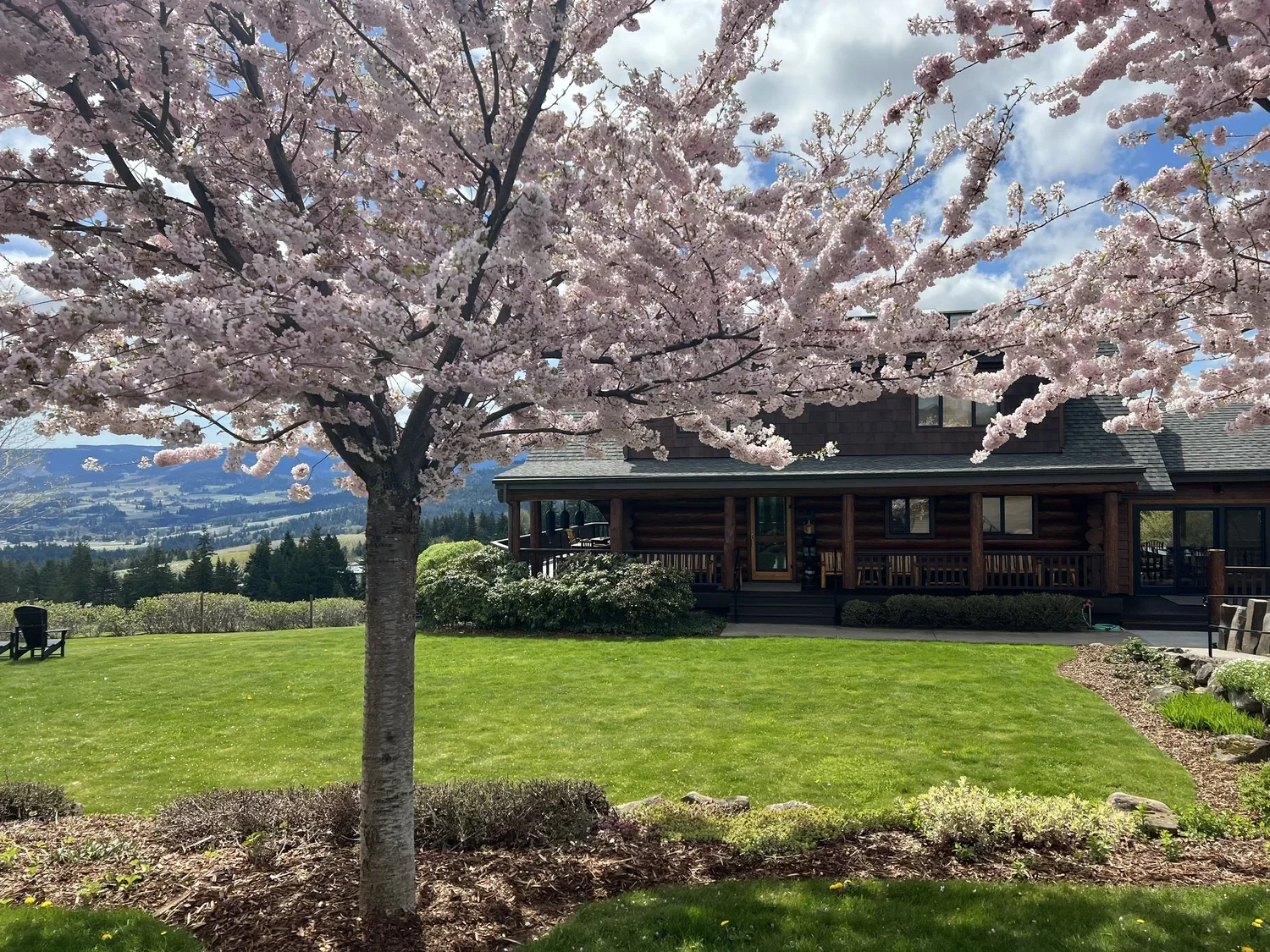 A pacific north west yard with a large pink blossoming tree in the foreground, a green lawn, and a dark wooden house in the background, under a partly cloudy sky.