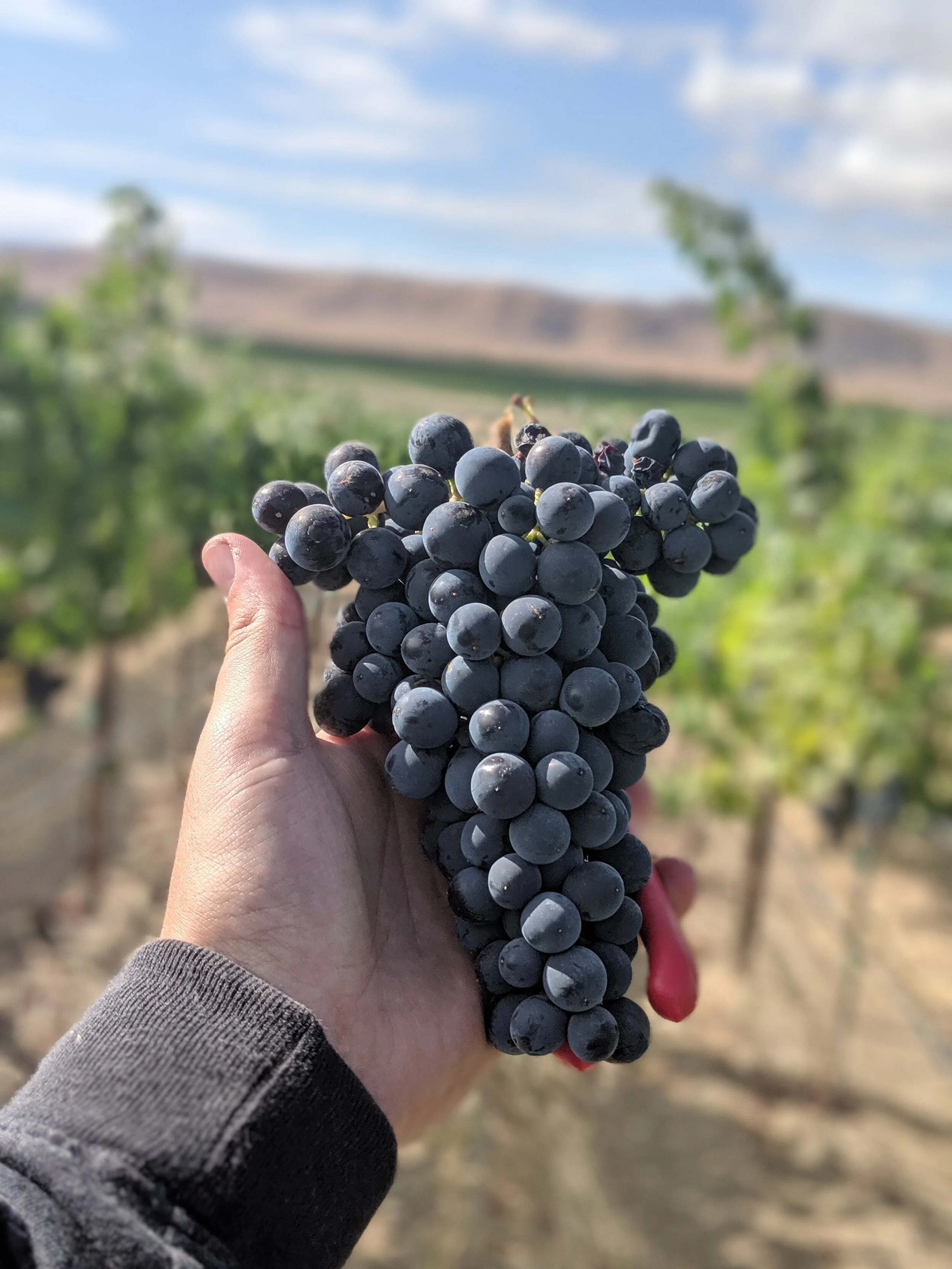 Fidelitas_Estate_Malbec.jpg