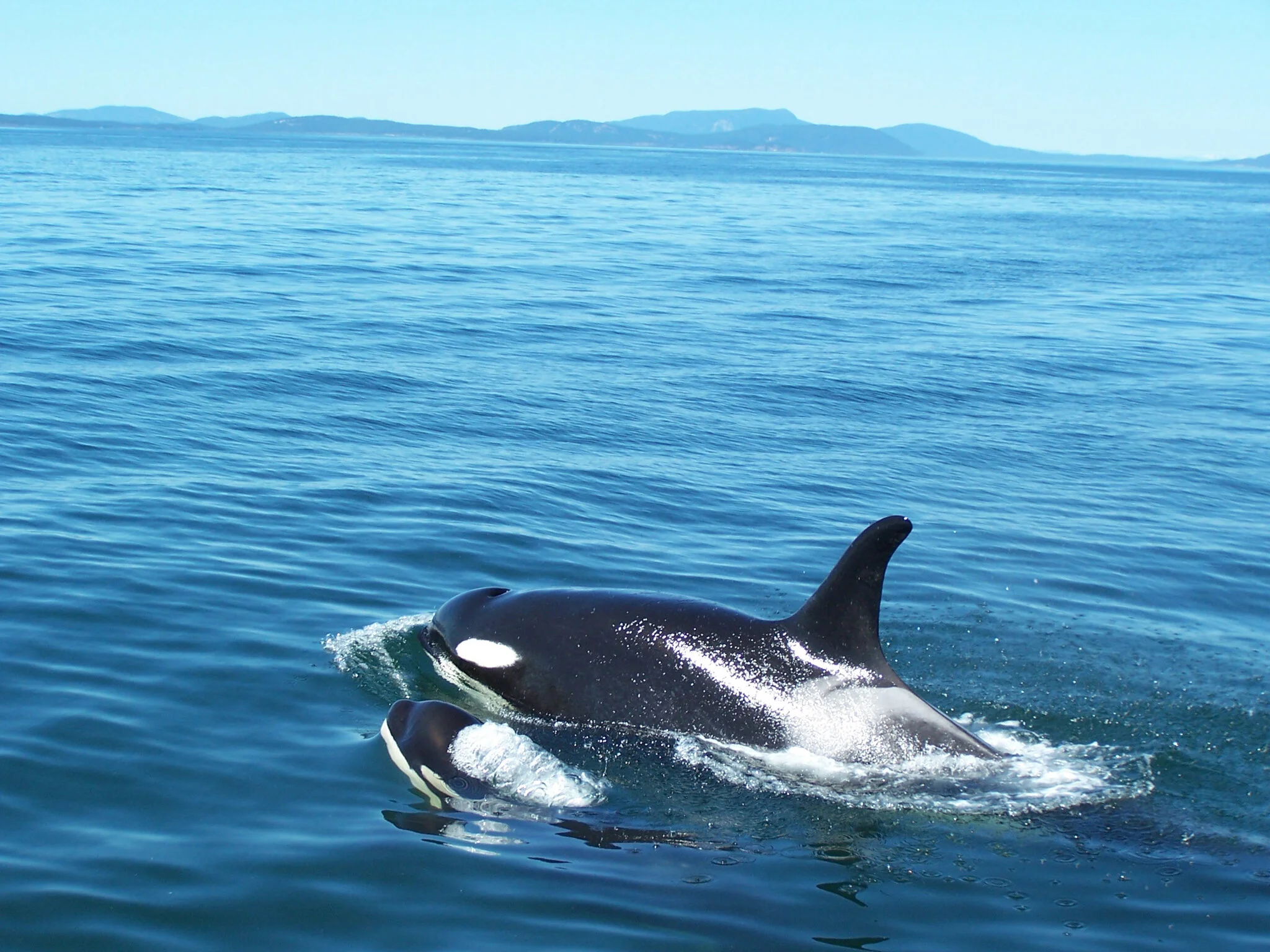 Orca whales at Deception Pass, Jill Hein Photography