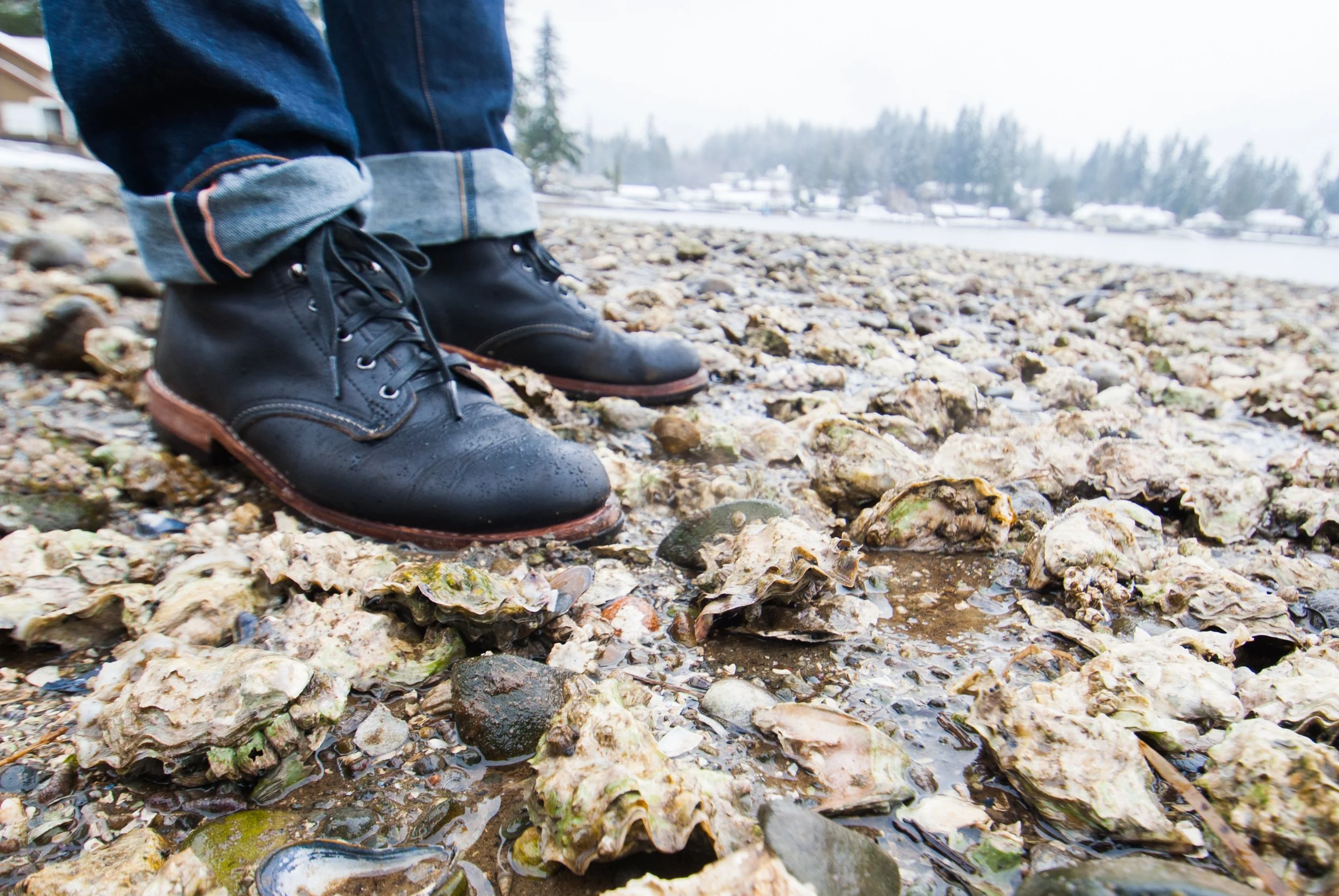 Oysters 2.jpg