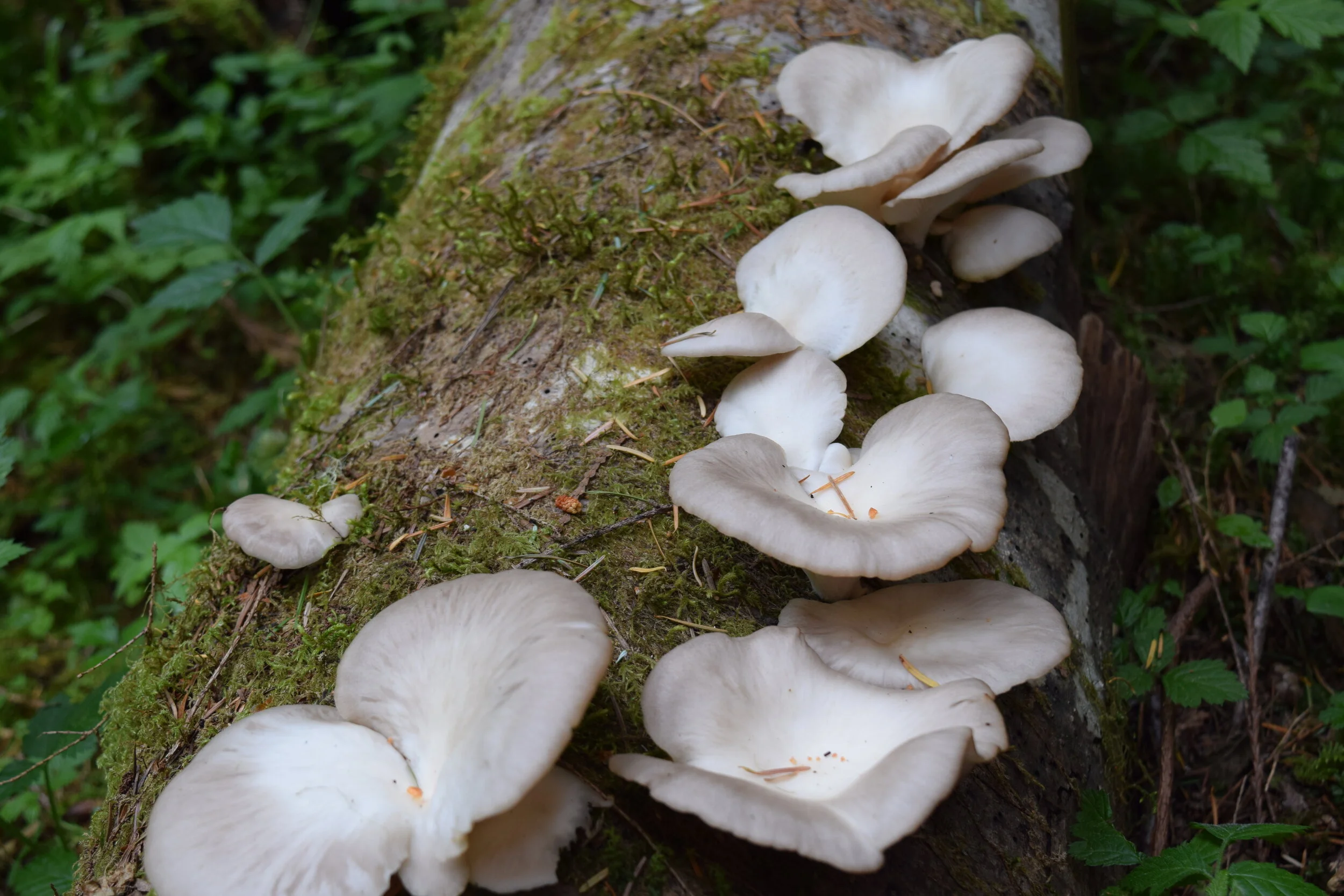 Foraging.JPG