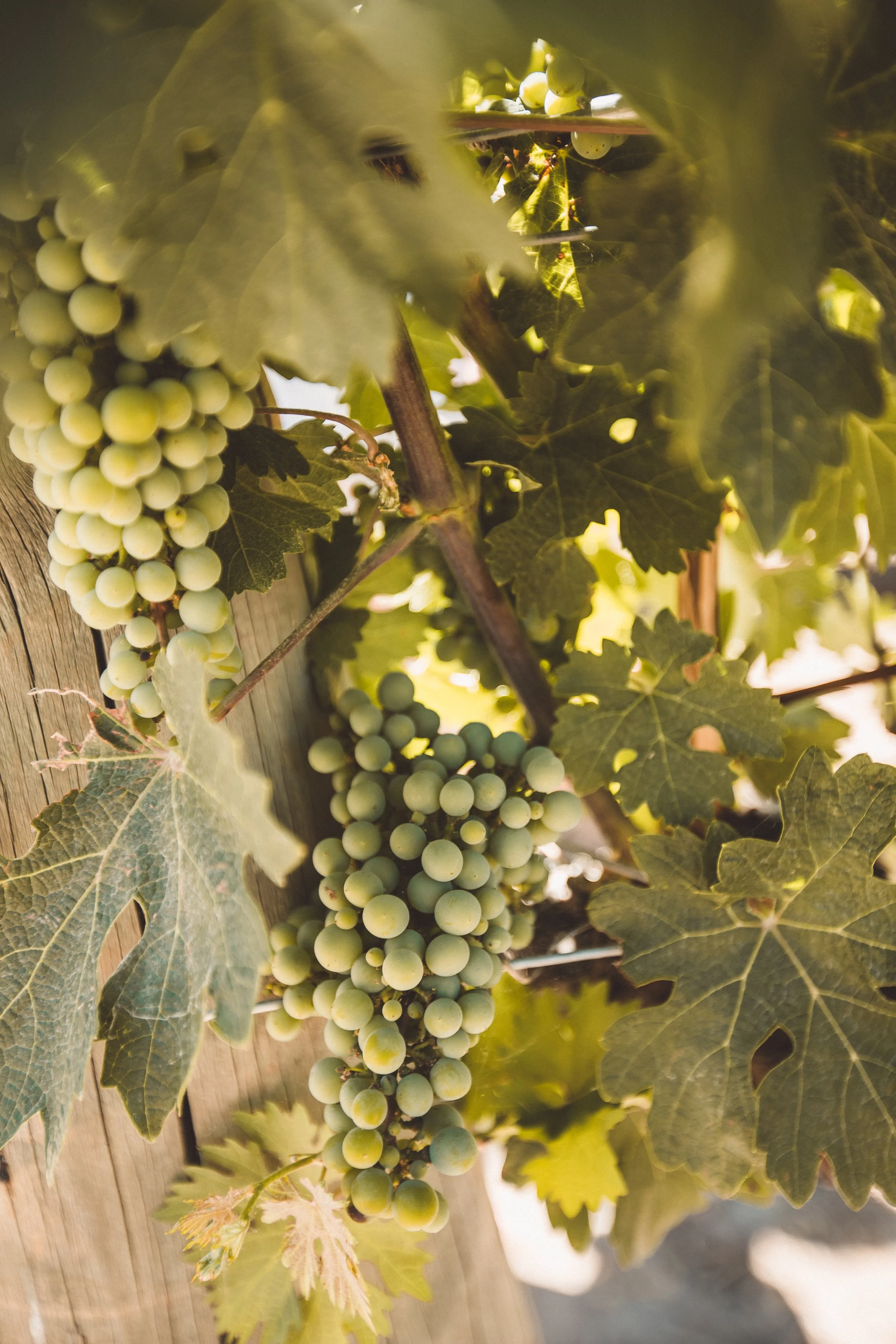 Credit Gray Mountain Photography In the Vineyards  (1).jpeg