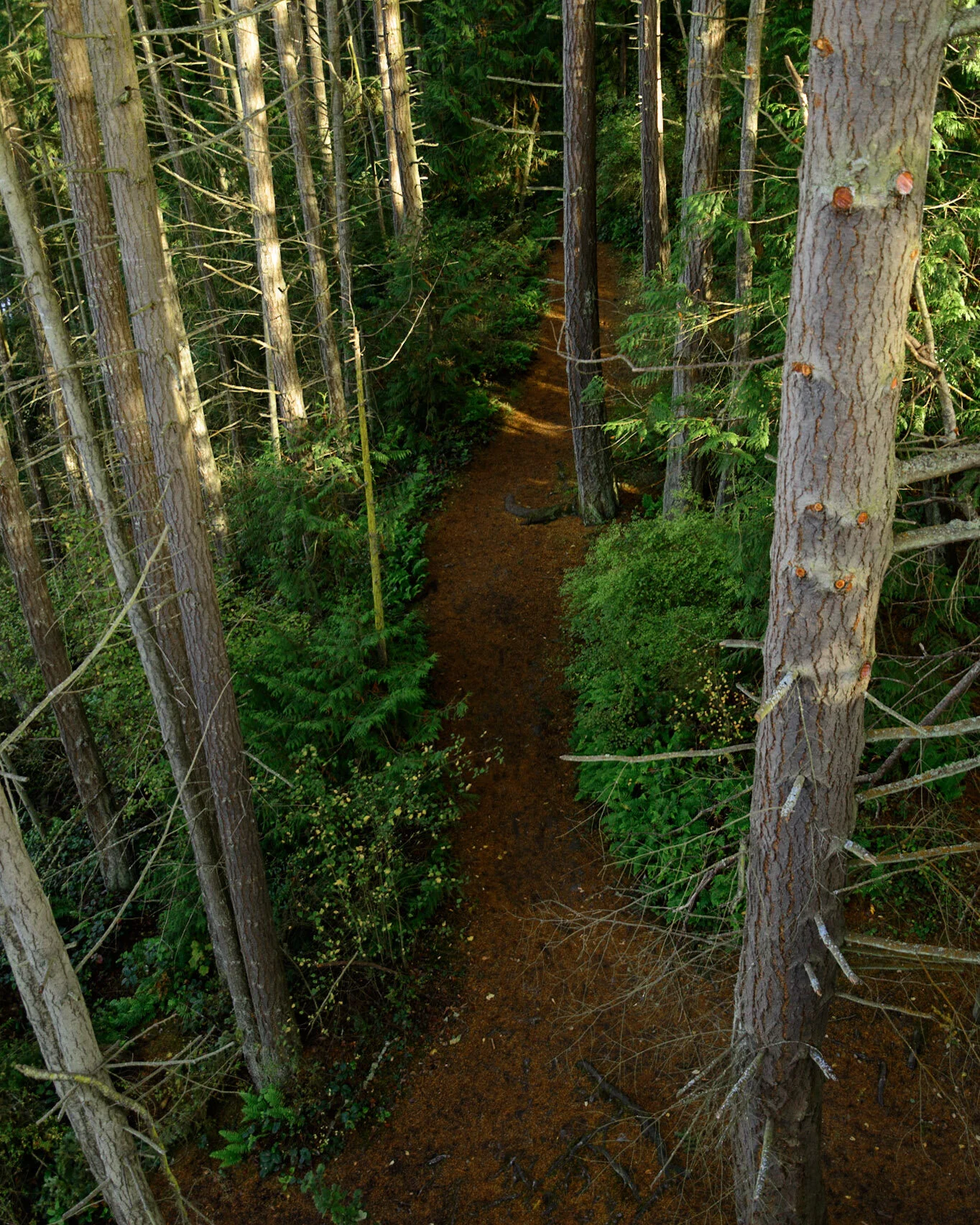 Tree Climbing at Deception Pass State Park.jpg