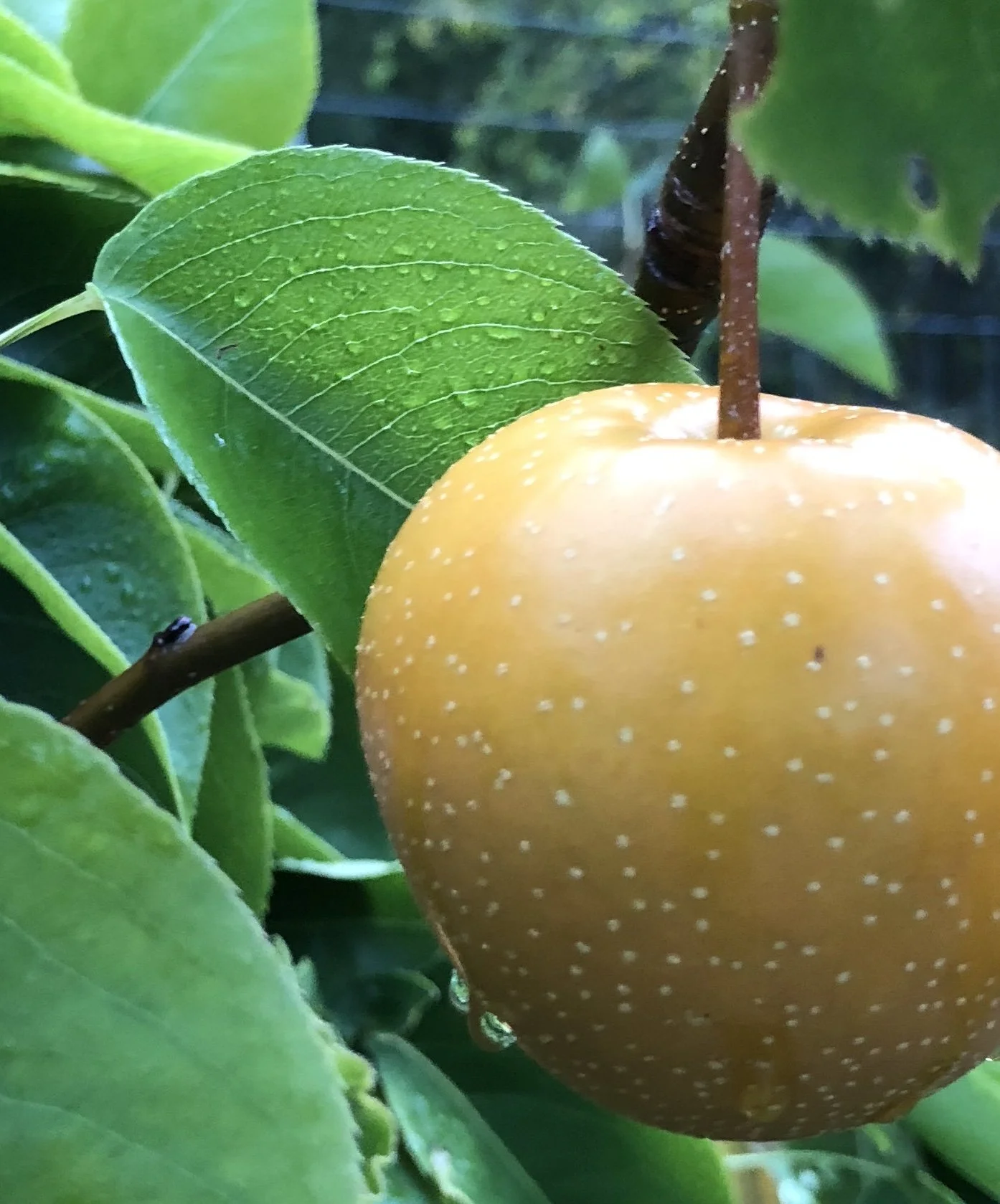 Asian Pear.jpg