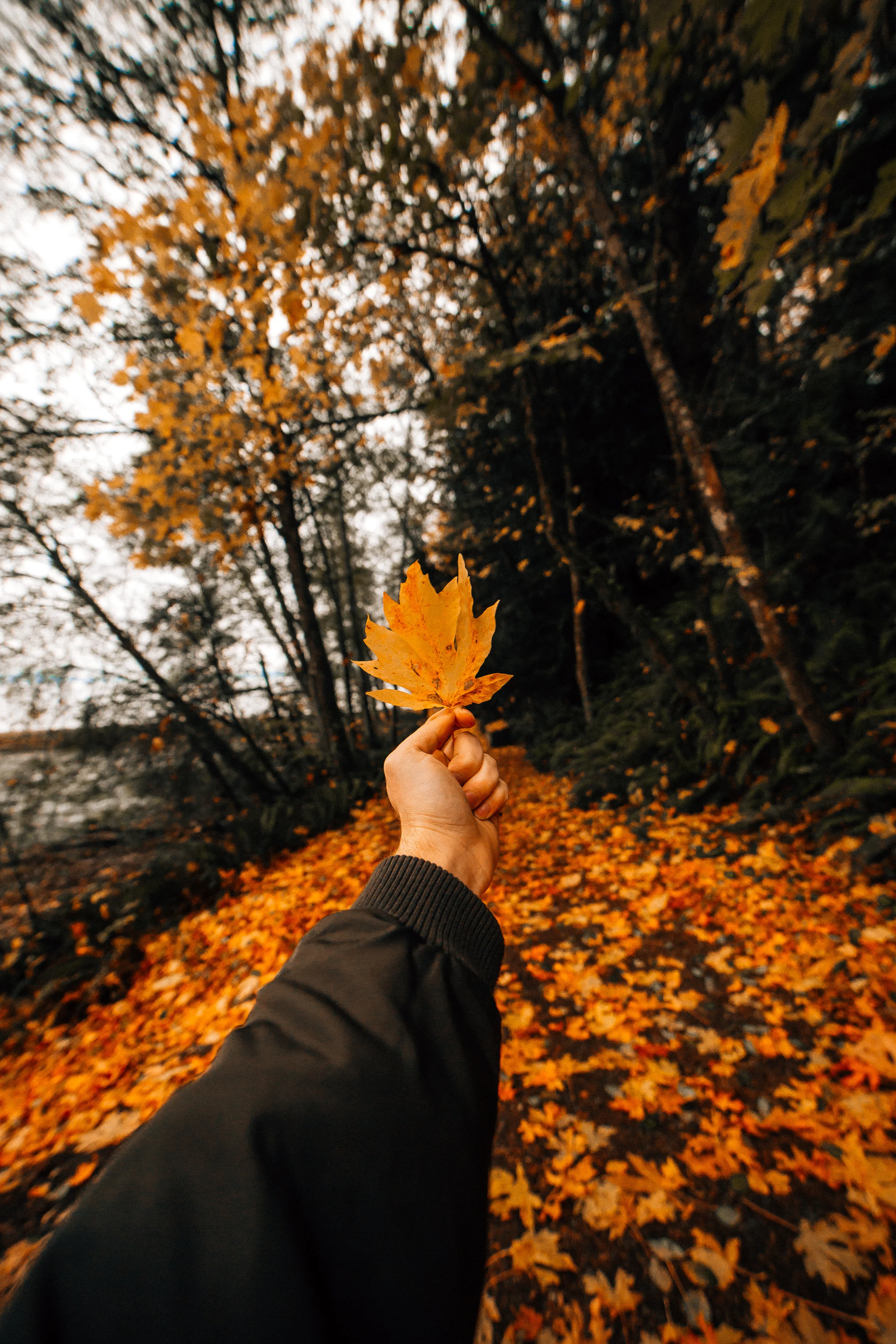Find All Things Fall in the Olympia region (@snickersv)