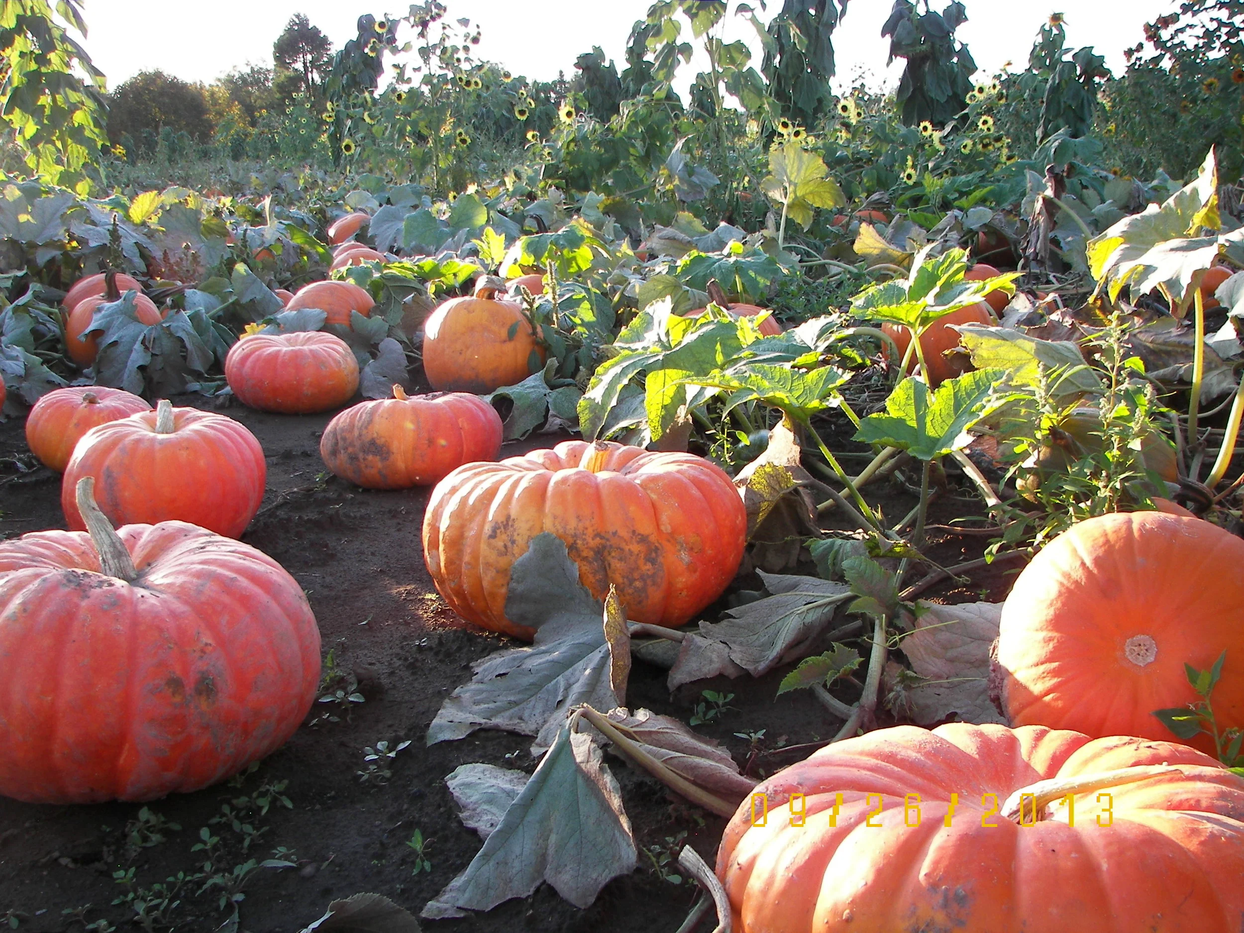 Here's Your Perfect #PNW Fall Weekend 