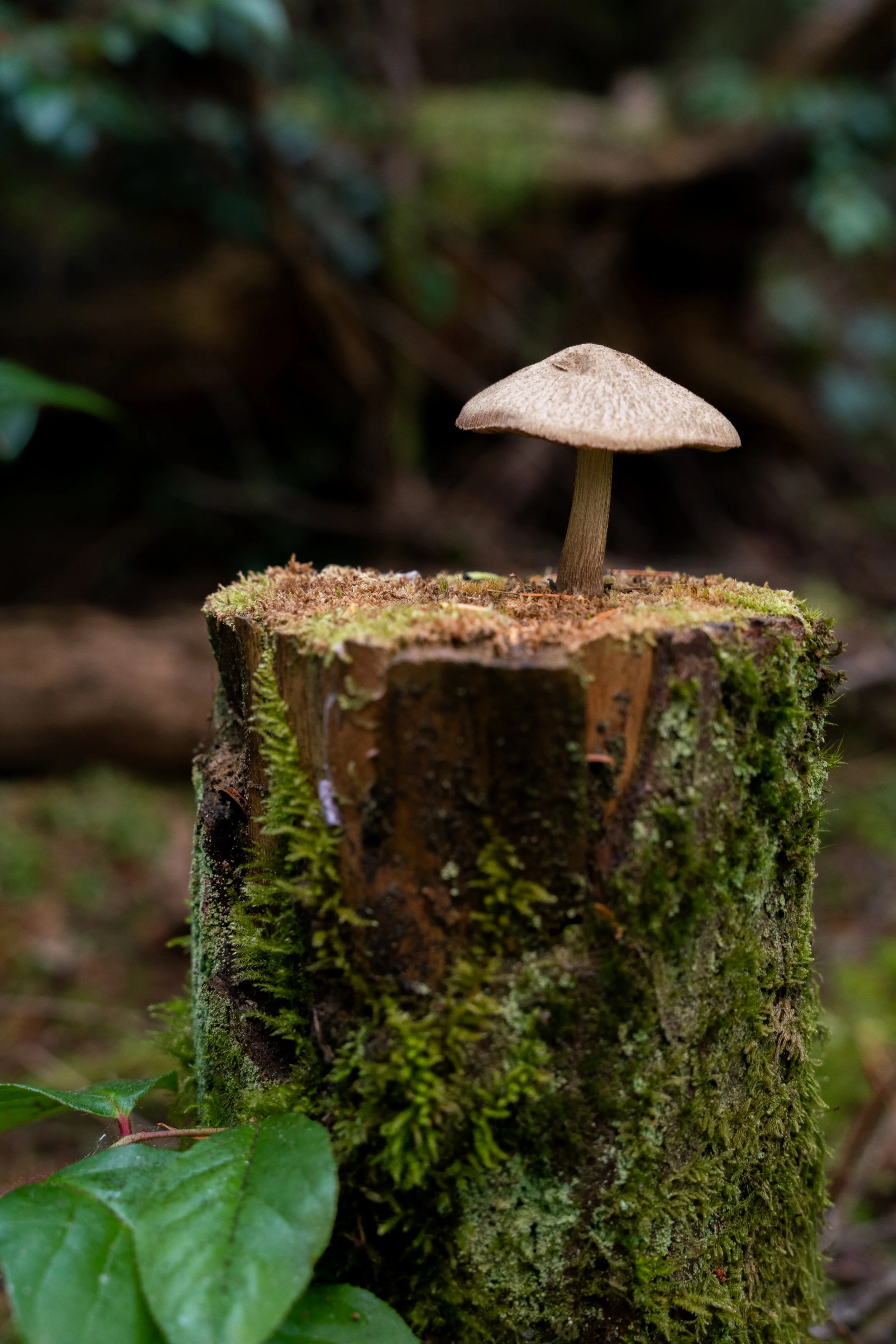 Whidbey and Camano Islands Embrace Regenerative Tourism 
