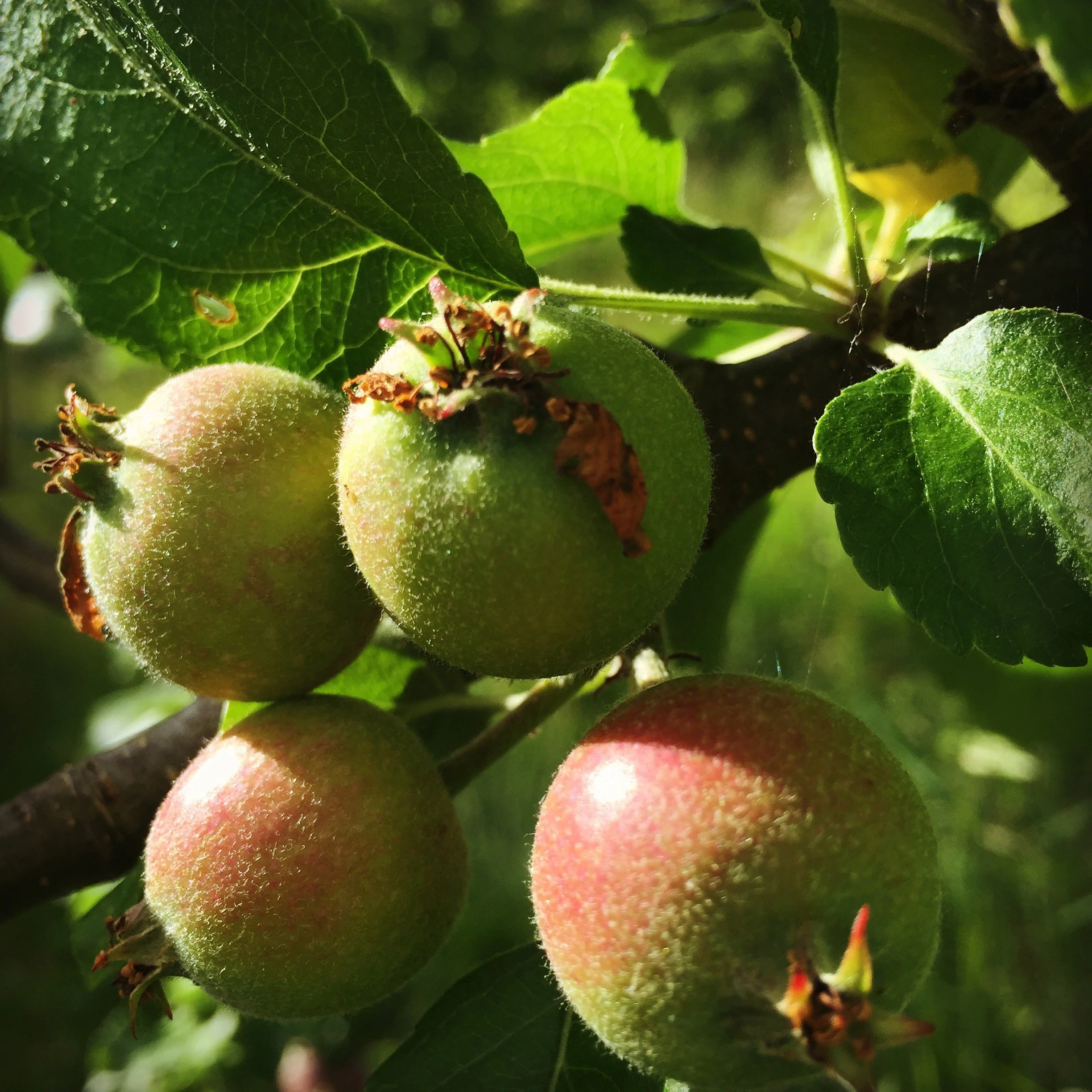 Close-up of fuzzy green and pink fruits on a plant, surrounded by green leaves.