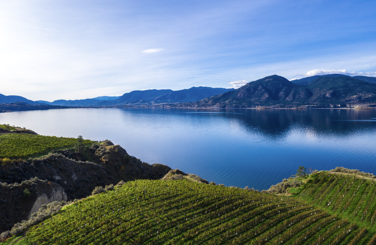 British Columbia wineries show resilience after freezes