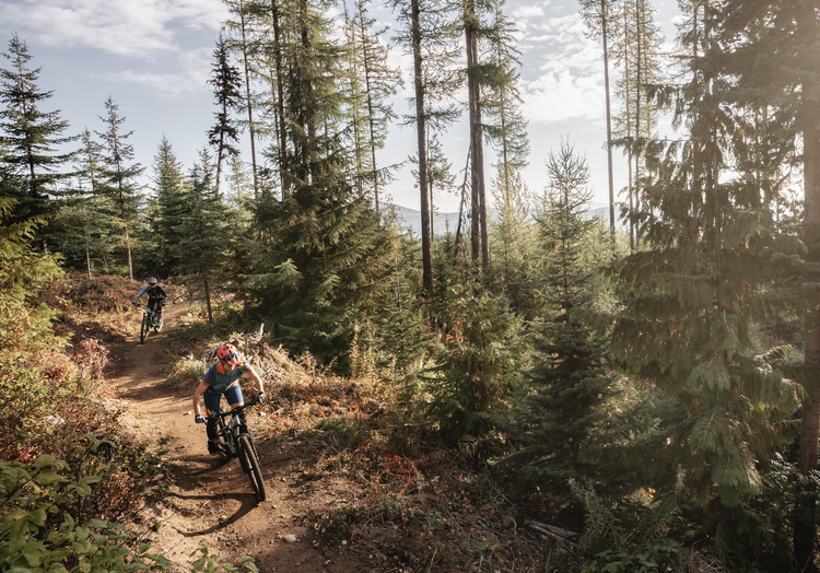 Two mountain bikers riding on a dirt trail through a forest with tall pine trees, sunlight filtering through the trees.