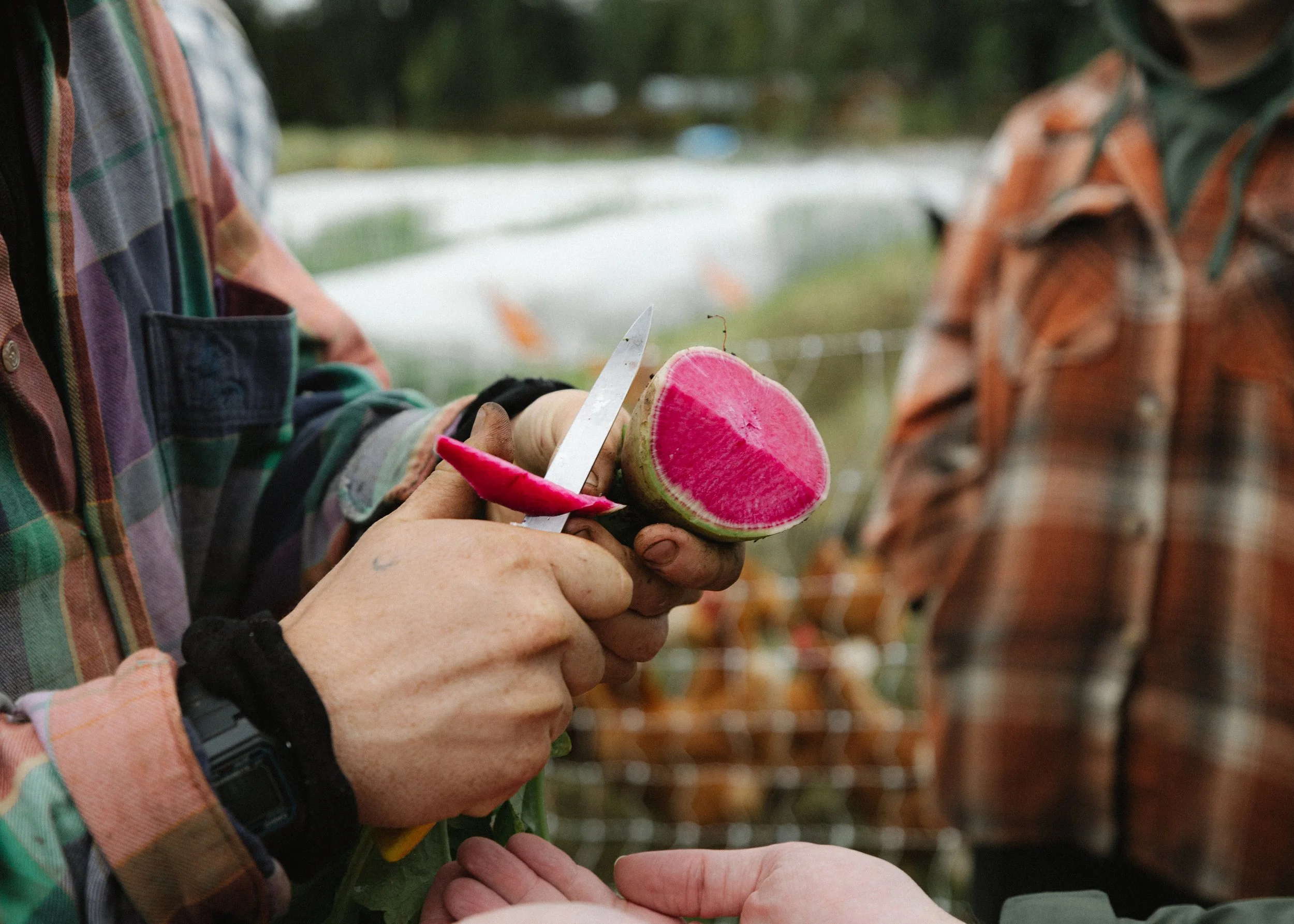 Celebrate Eat Local Month on Whidbey &amp; Camano Islands &nbsp;
