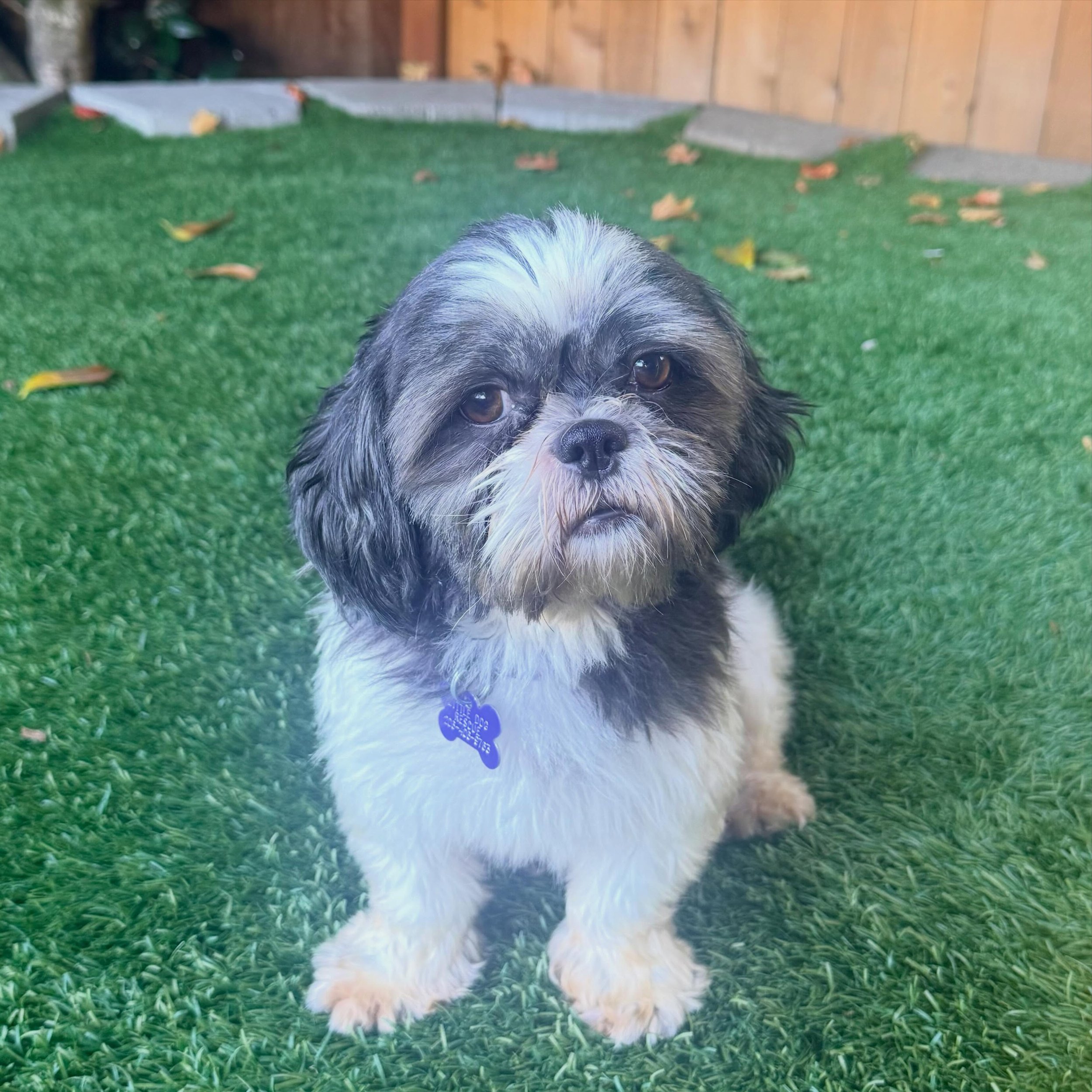 A little break from PR news to introduce a very sweet face 🤍

@littledogrescuenetwork is an organization we&rsquo;re proud to support, and our founder, Erin, has been fostering one of its adoptable dogs: Butterfly, affectionately known as Butter.

T