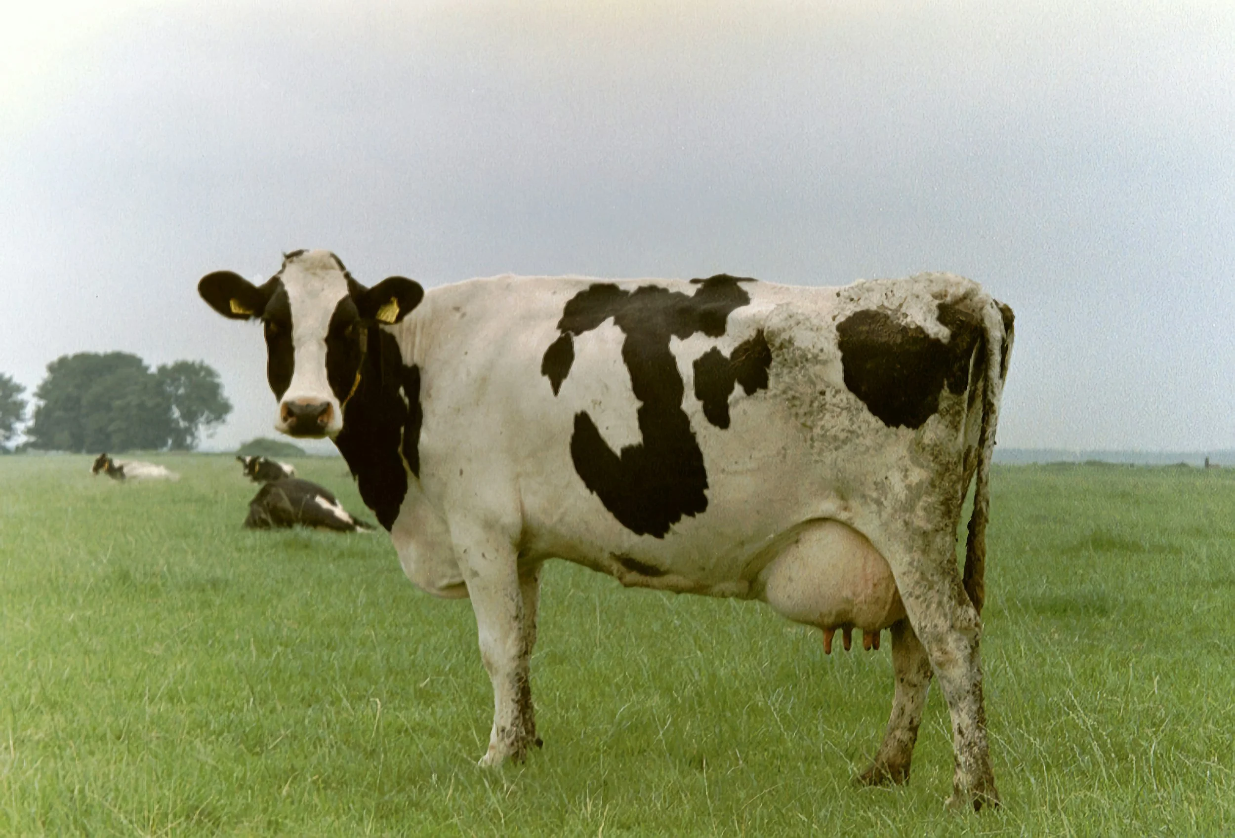 Vaca leiteira no pasto