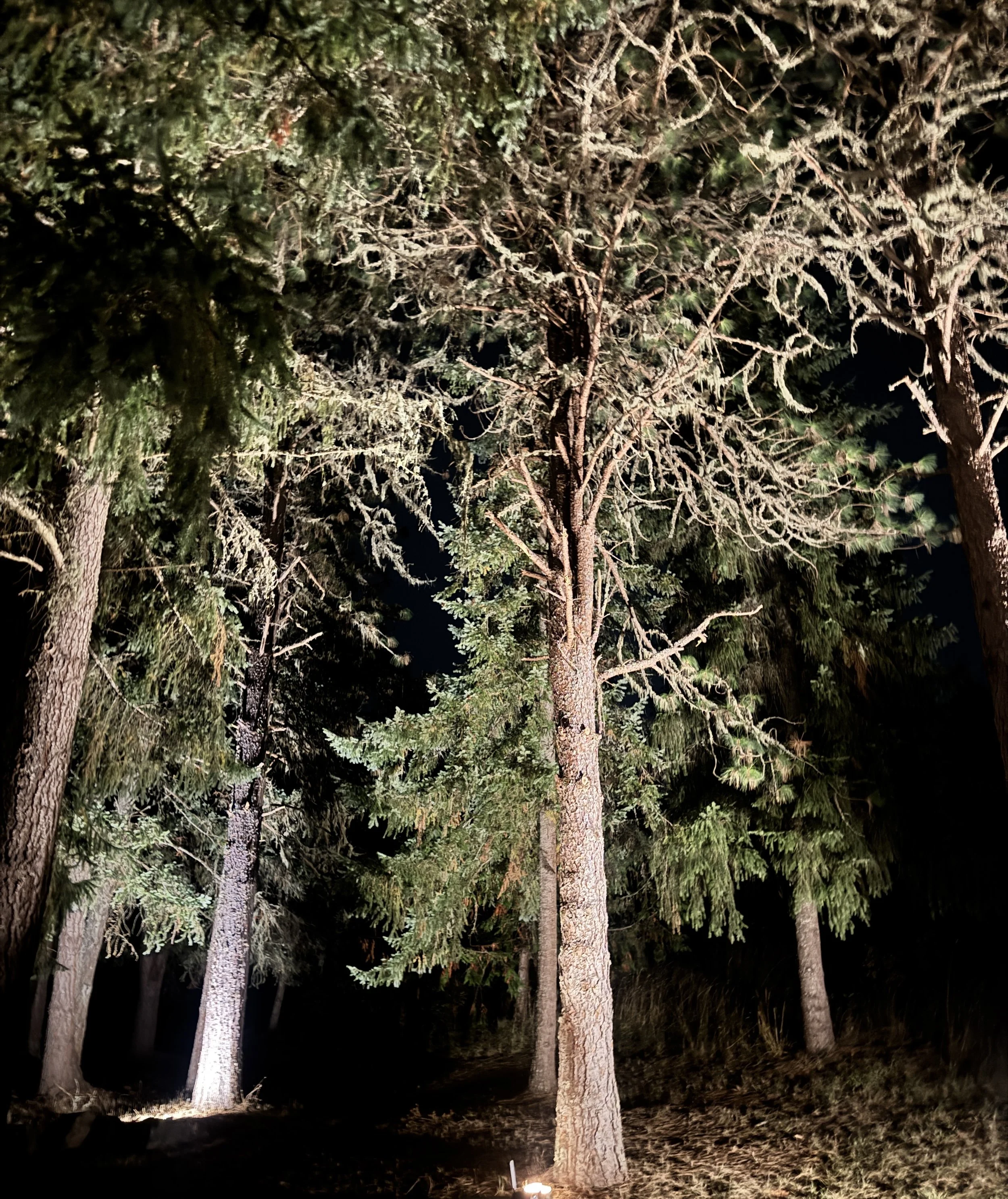 Nighttime view of tall pine trees illuminated by outdoor lights in Eugene Oregon.