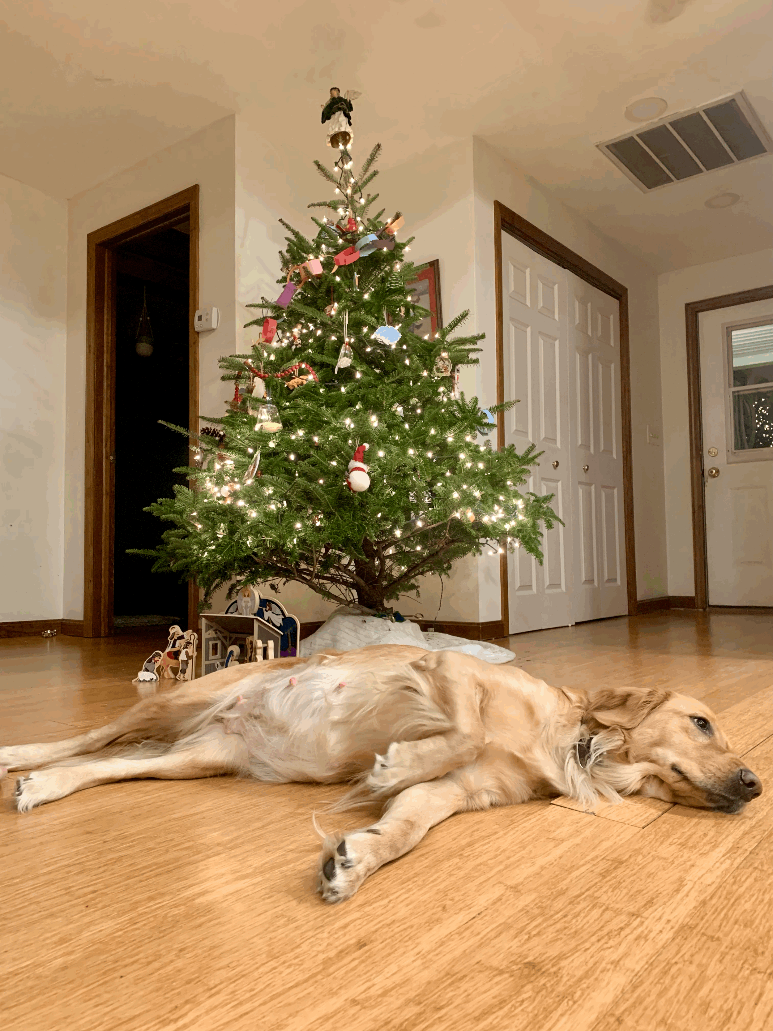 One Week Until Puppies!