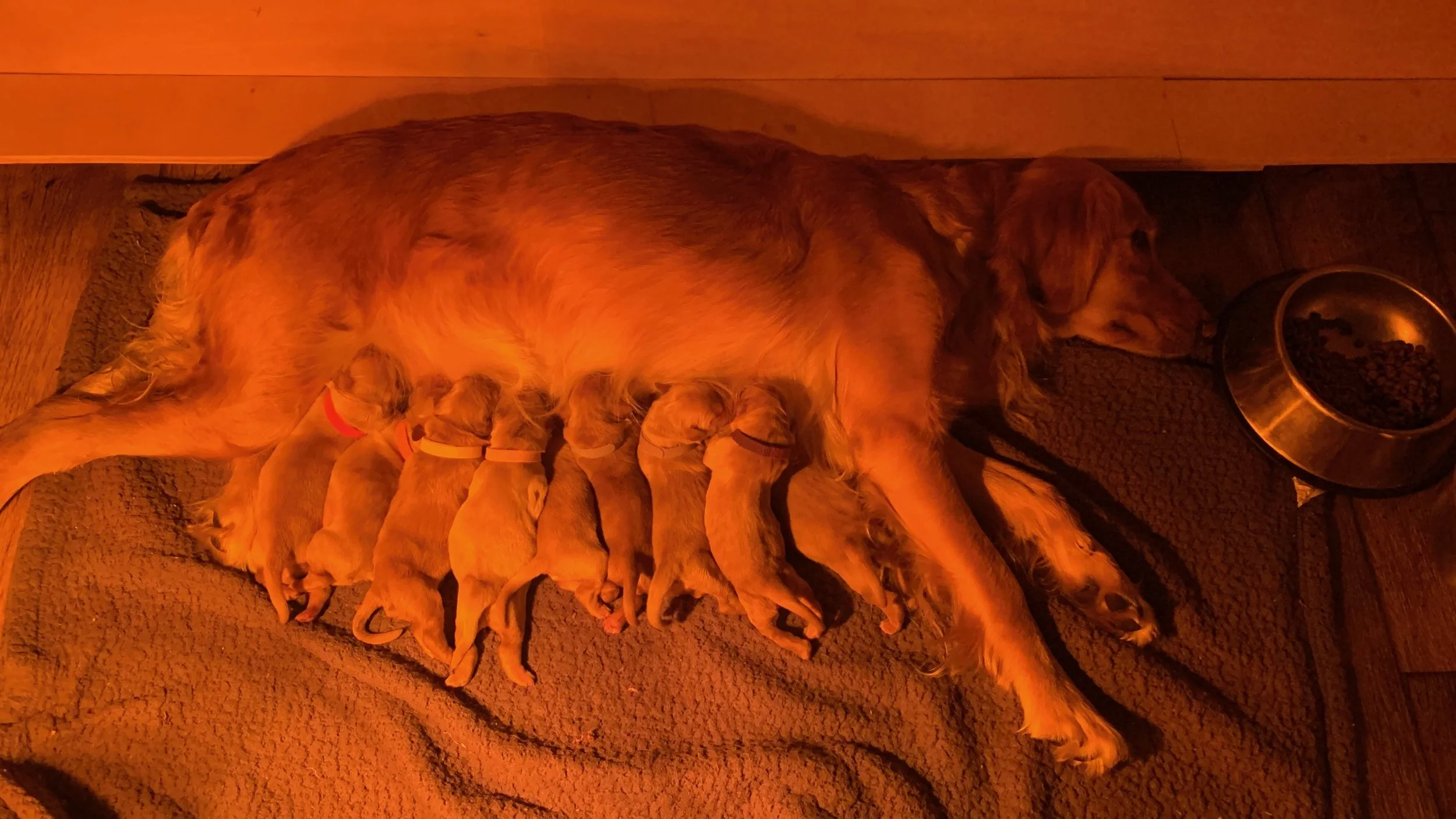 Puppies Have Come to Town!