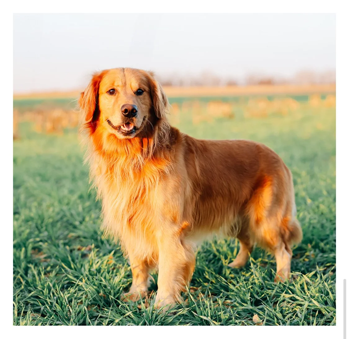 Meet Chase Hy-Winds!