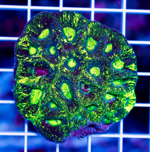 NEON SPLATTER TOXIC GONIASTREA