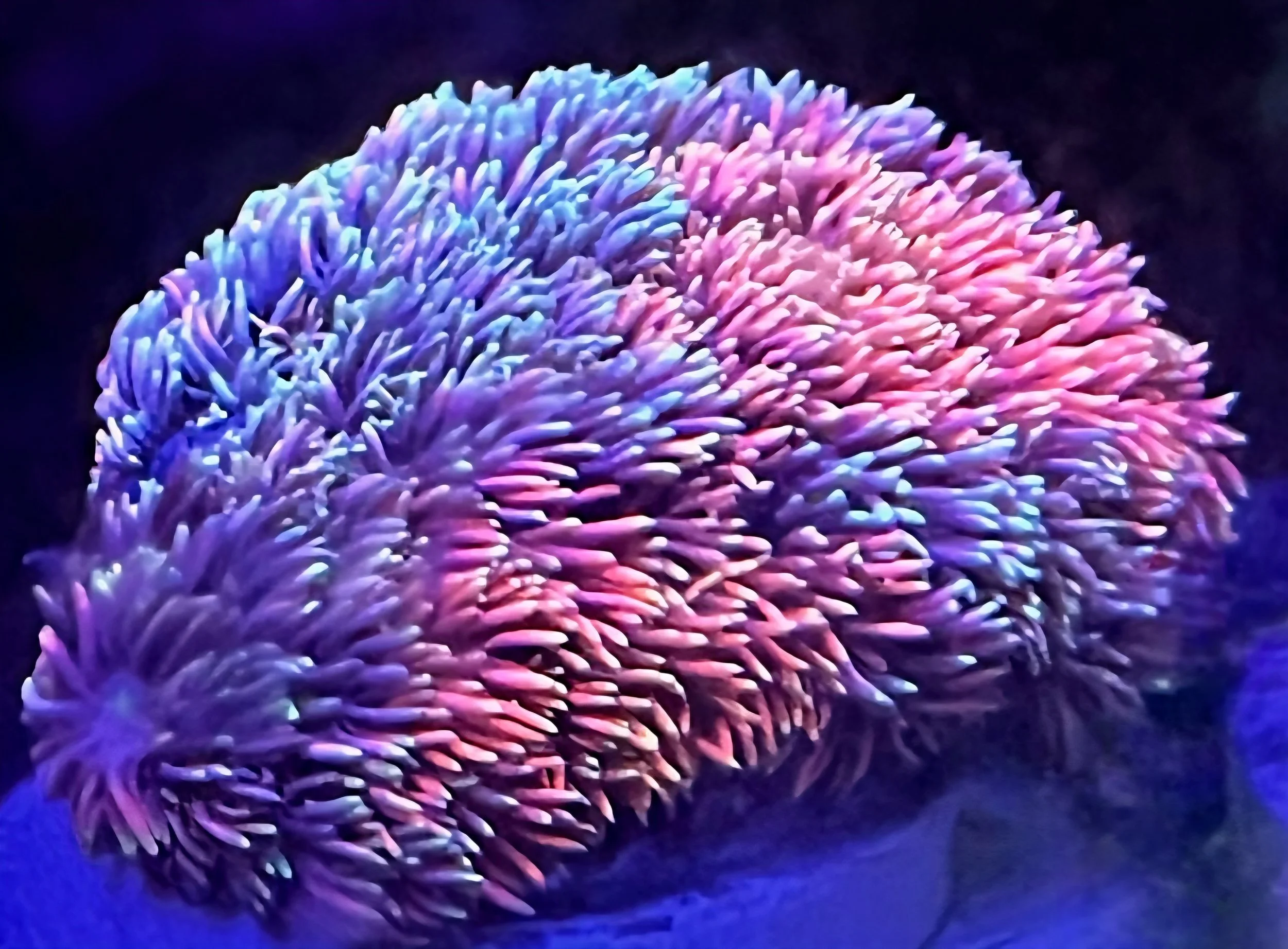 CANDY CLOUD GONIOPORA