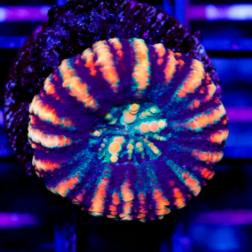 ULTRA AUSSIE BUTTON SCOLYMIA