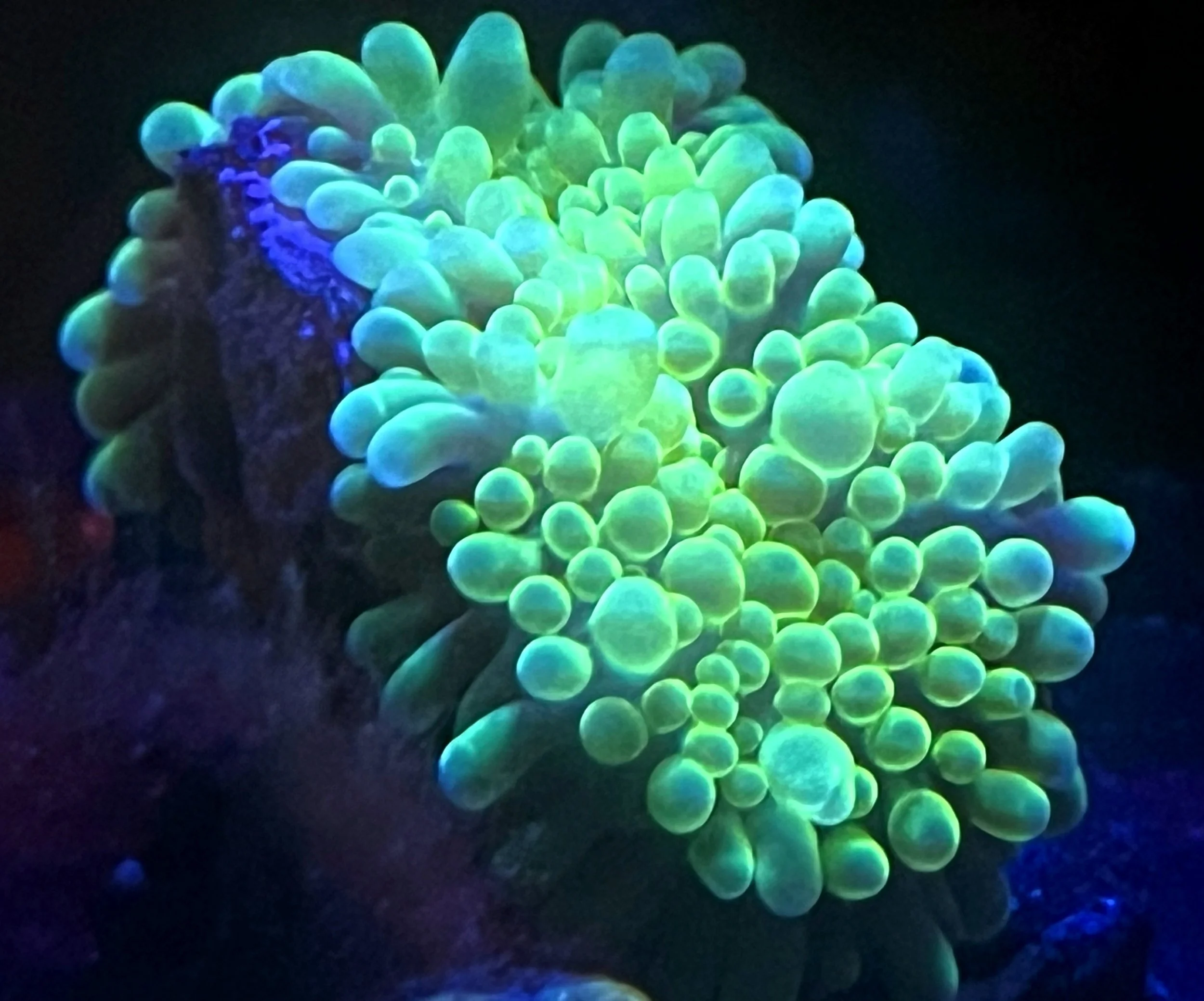 LE MONA DÉ BOUNCE YUMA MUSHROOM