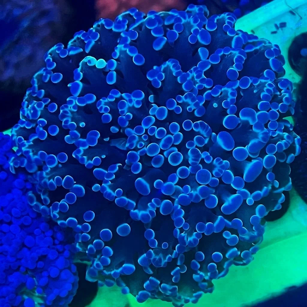 JL SAPPHIRE DREAM HOLOGRAM KINGSPAWN