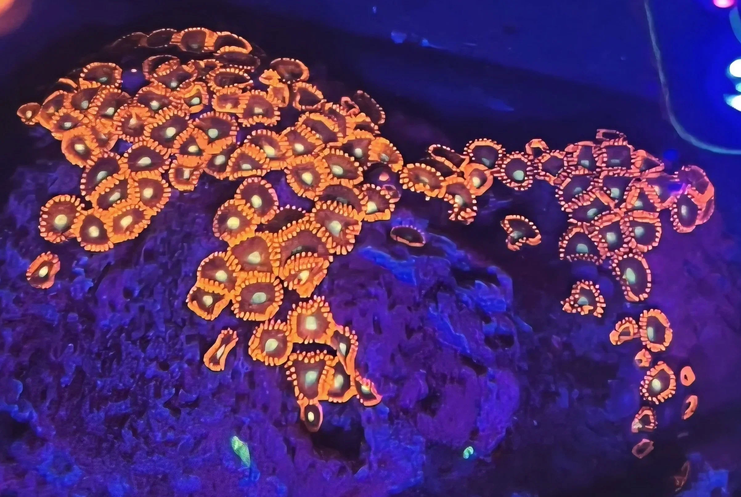 LORAX ZOANTHID COLONY