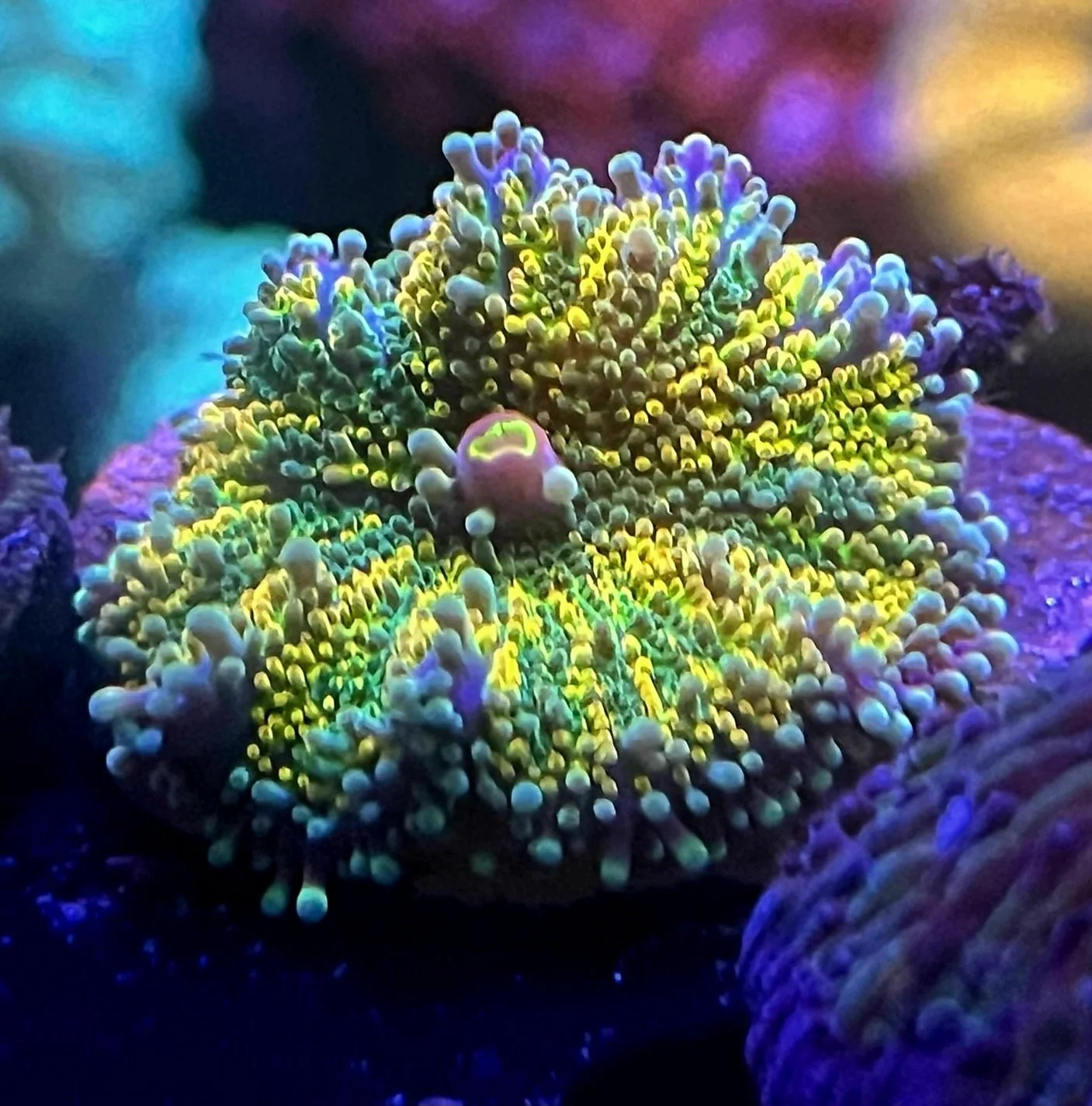 MARDI GRAS YUMA MUSHROOM