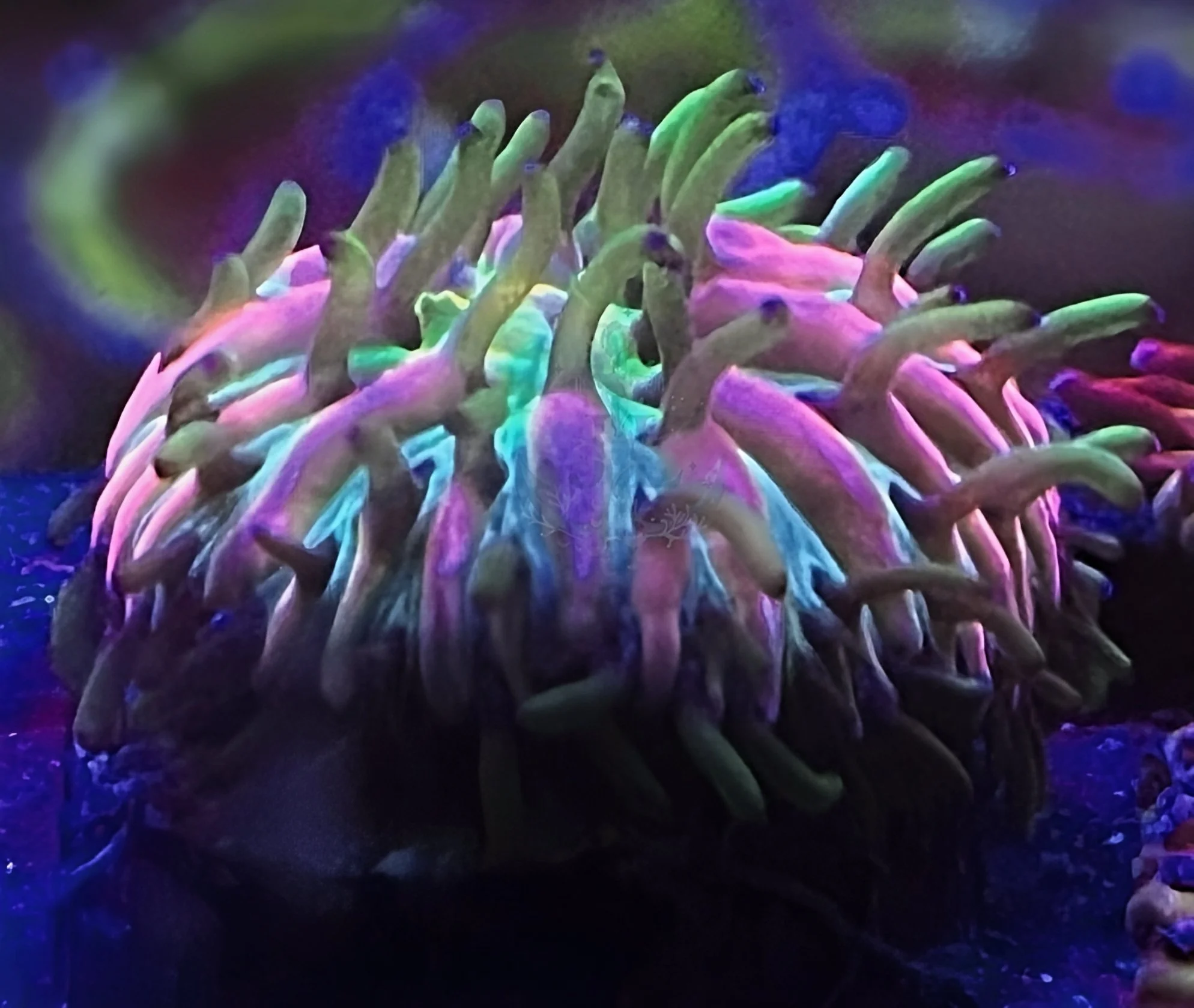 CORAL COLLECTORS INSANITY PLATE