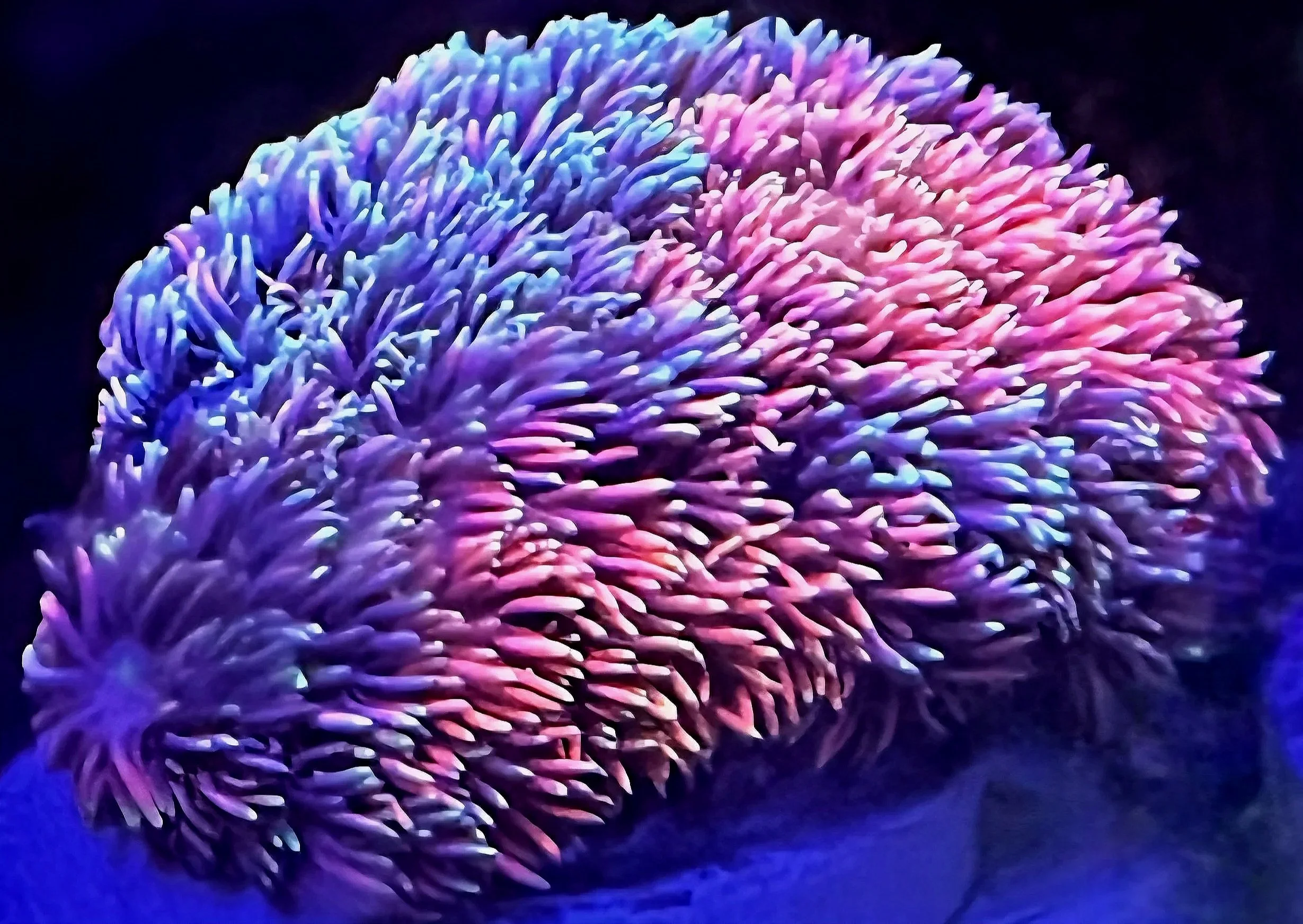 COTTON+CANDY+RAINBOW+GONIOPORA.jpg