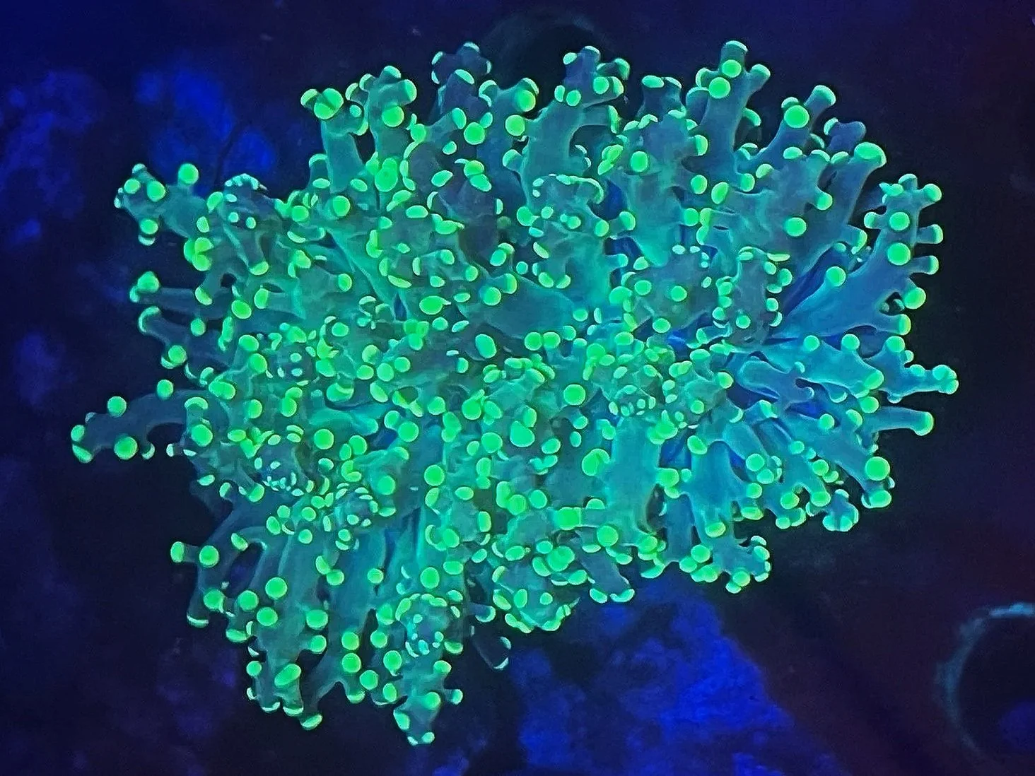 YELLOW TIP FROGSPAWN