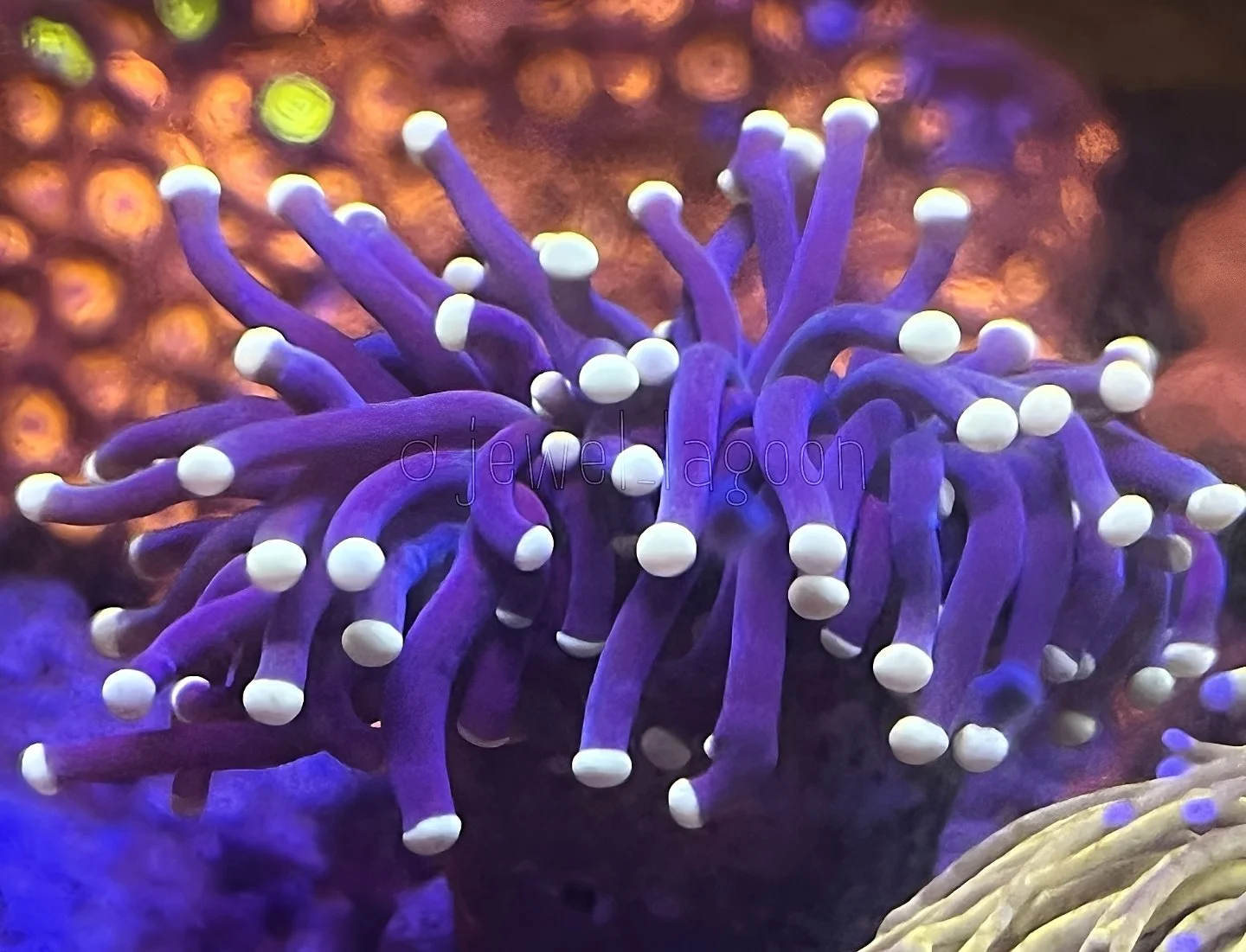 MIAMI HURRICANE TORCH | 2H