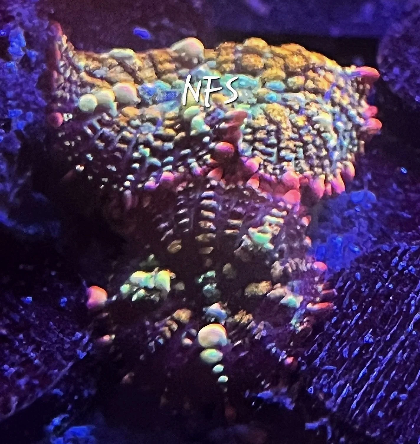 OT7 RAINBOW BOUNCE MUSHROOM