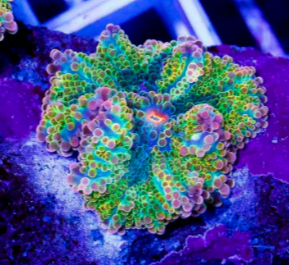 LUCKY CHARMS YUMA MUSHROOM