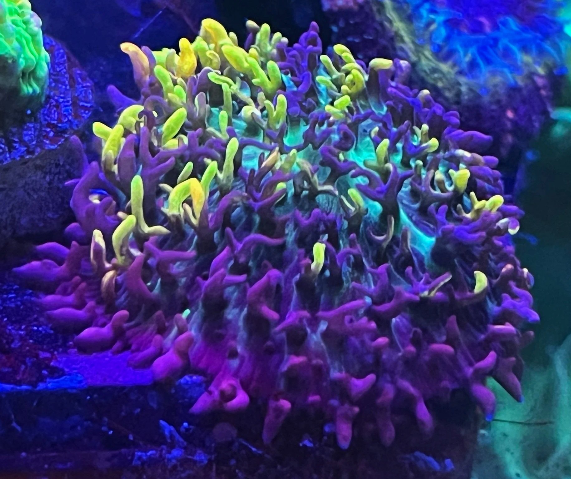 MAGIC CARPET MUSHROOM
