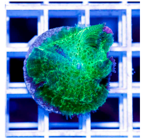 EMERALD OVERDRIVE AUSSIE MUSHROOM