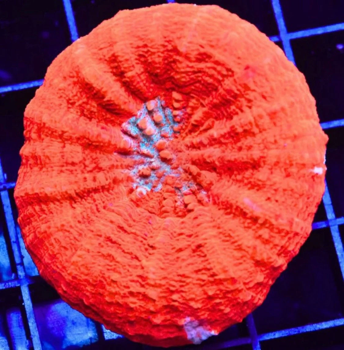 BLOOD ORANGE BLAZE SCOLYMIA